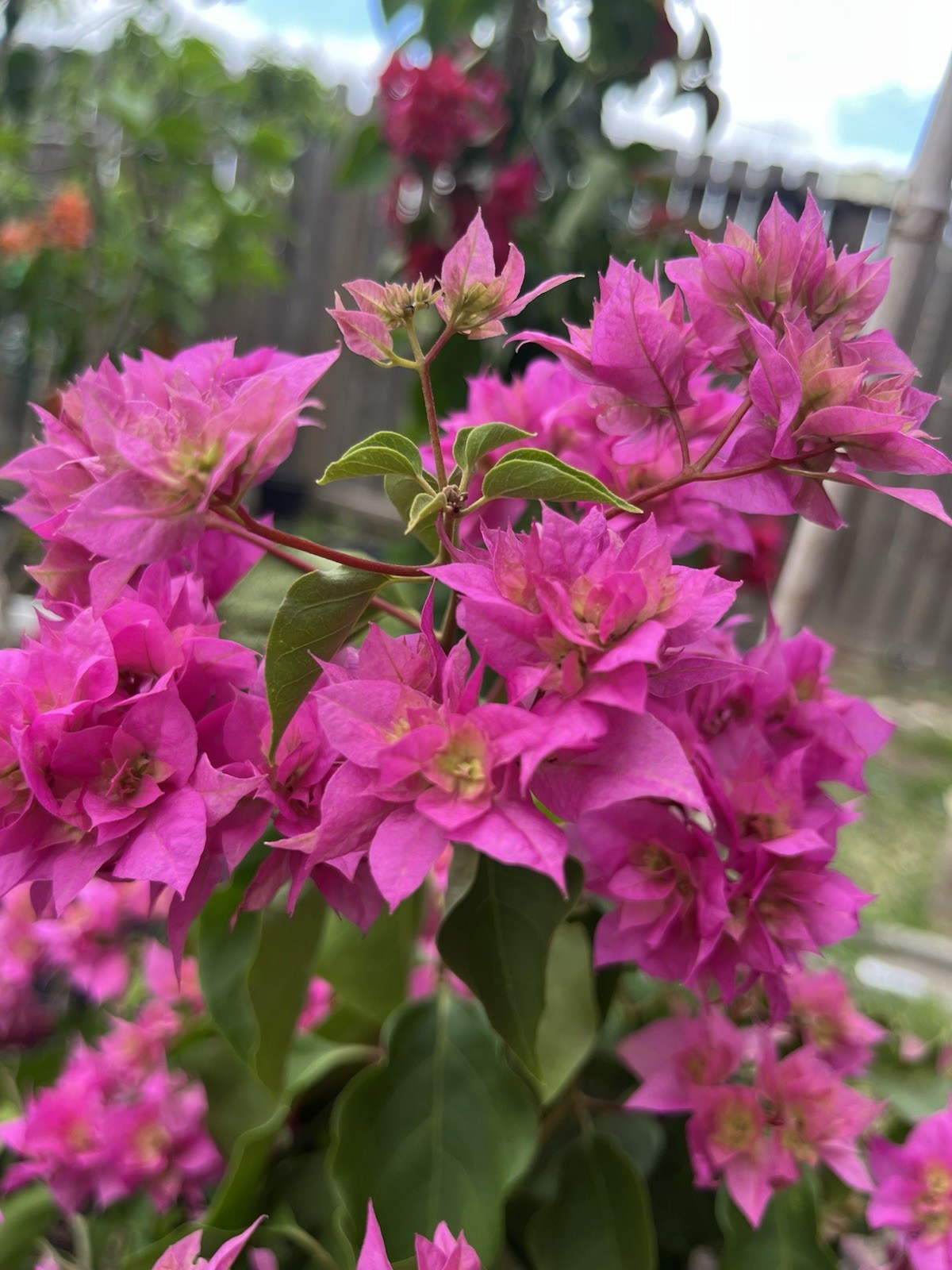 Doubld Petals Pink Bougainvillea 3 Gallon Pot 30 in Tall