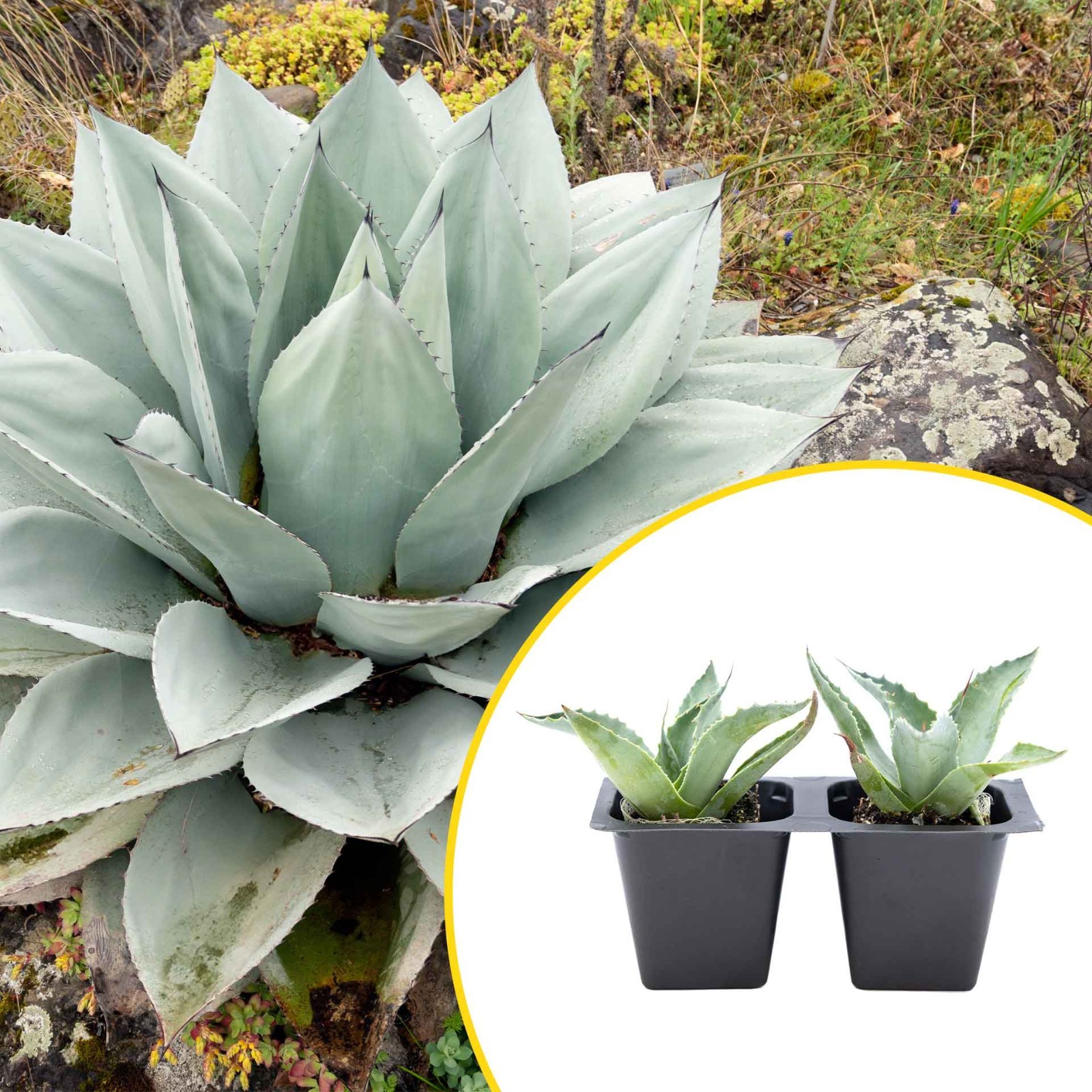 2 Whale’s Tongue Agave Succulent Plants in Nursery Cubes (Agave ovatifolia)
