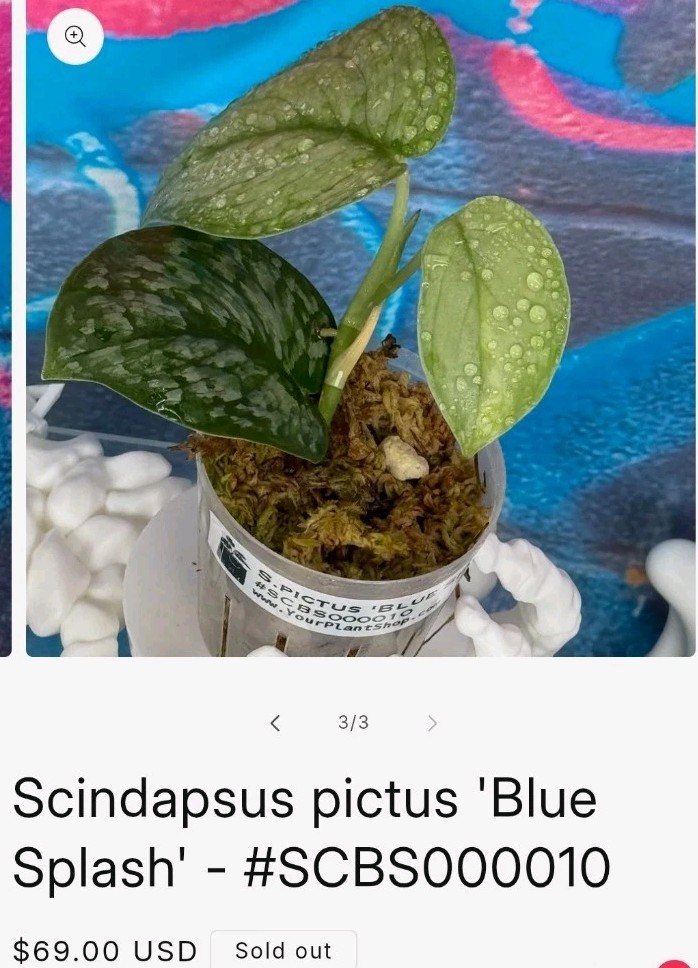 Rare Scindapsus Blue Splash 12″ Tall 2 Plants Aroid not Monstera Philodendron
