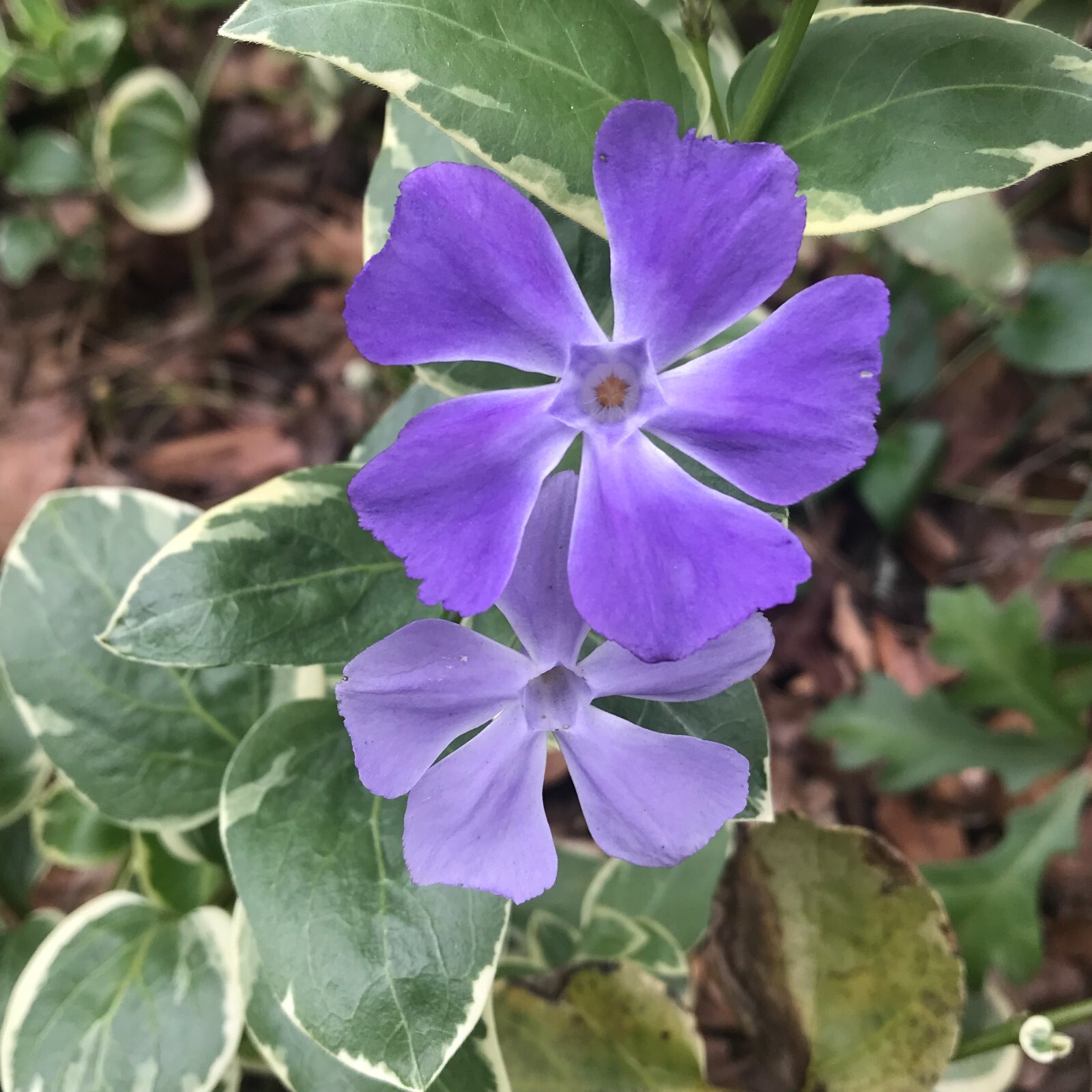 20 Variegated Vinca PeriwinkleTrailing Vine Starter Plants Purple BloomBare Root