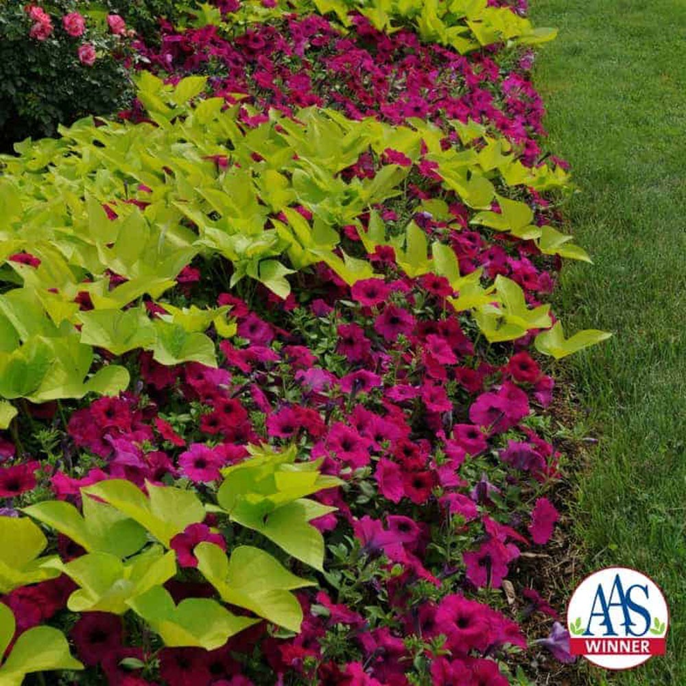 30 Seeds Purple Classic Wave Petunias Only Grow 4 – 6 Inches Tall – AAS Winner