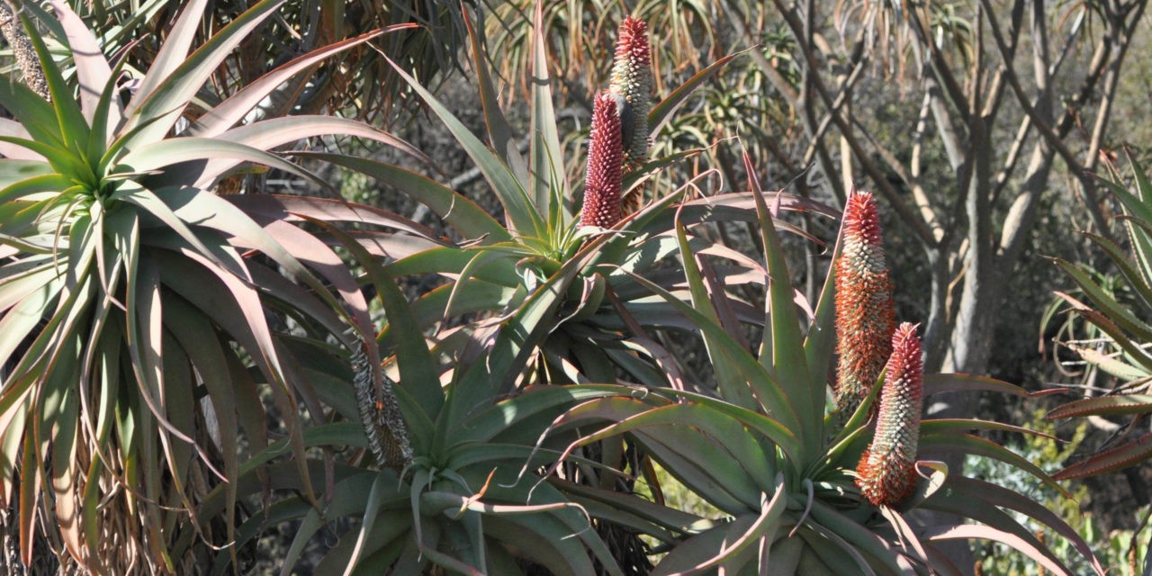 Aloe speciosa Limp Horn Aloe, Tilt Head Aloe 5 Seeds
