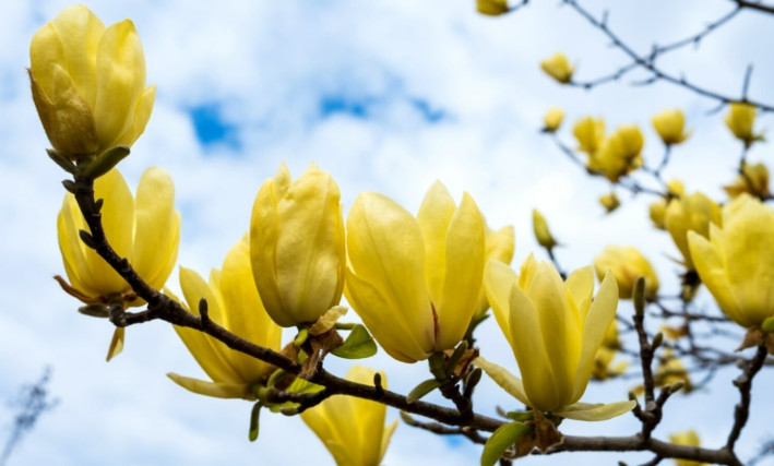 Yellow Bird Magnolia Plant – 6-12″ Tall – 2.5″ pot – Deciduous Tree Yellow Bloom