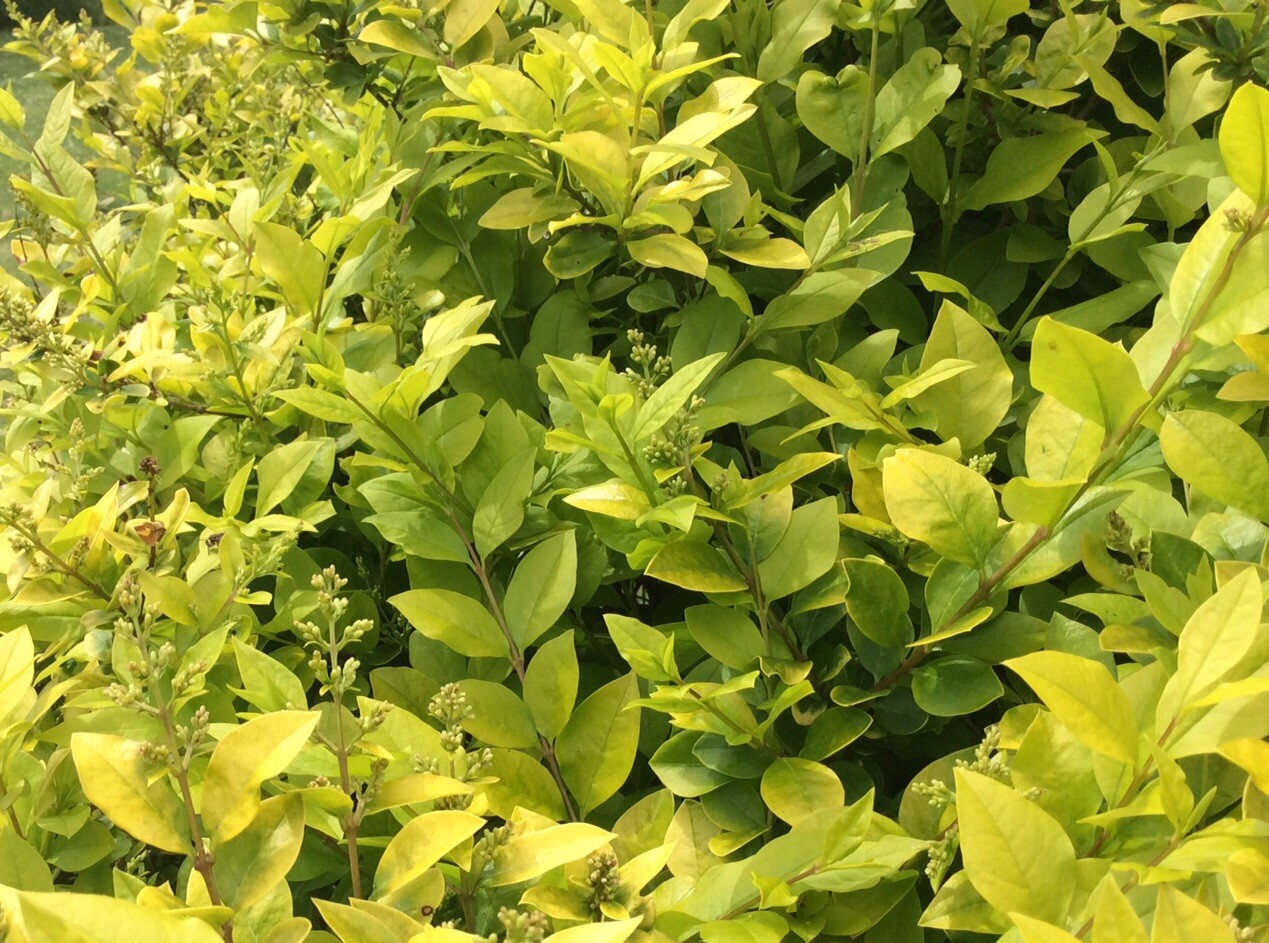 (30) Tree Cuttings Cali Garden Privet Plant Hedge Ligustrum ovalifolium Bonsai