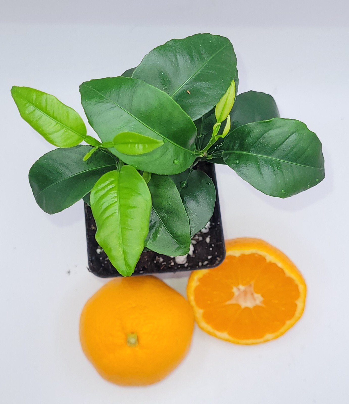Pot of 2 Satsuma Mandarin Orange trees, 3-5 inches tall