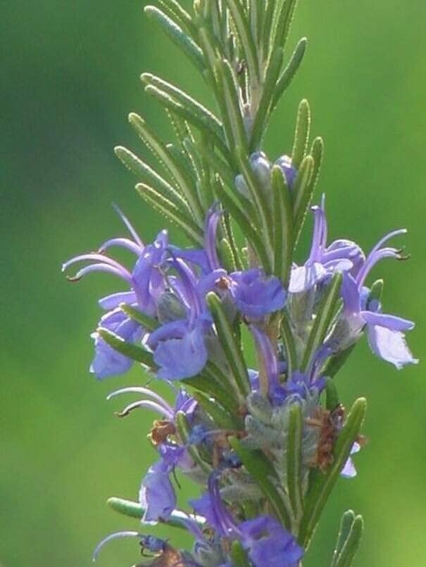 50 Rosemary Herb Seeds for Planting Rosmarinus officinalis