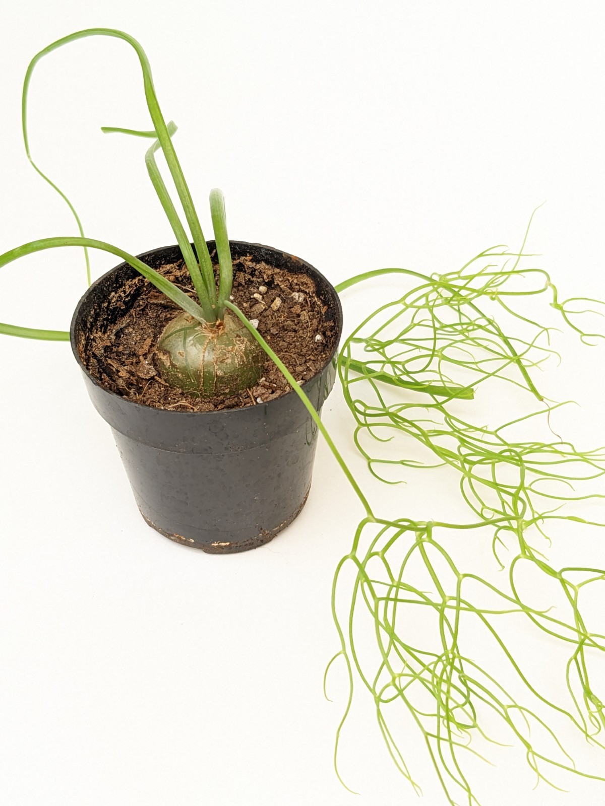 bowiea volubilis Climbing Onion plant, 3/4 to 1 inch bulb