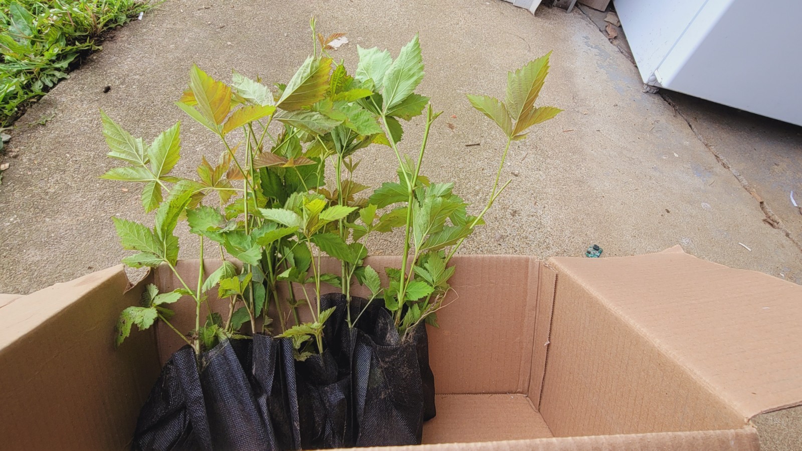 10pcs Dew Berry Black Berry Thorny Live Plants With Root 5″ To 10″