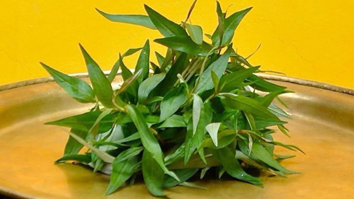 5 Live Coriander Plants 8-10 inch ( Rau Răm)