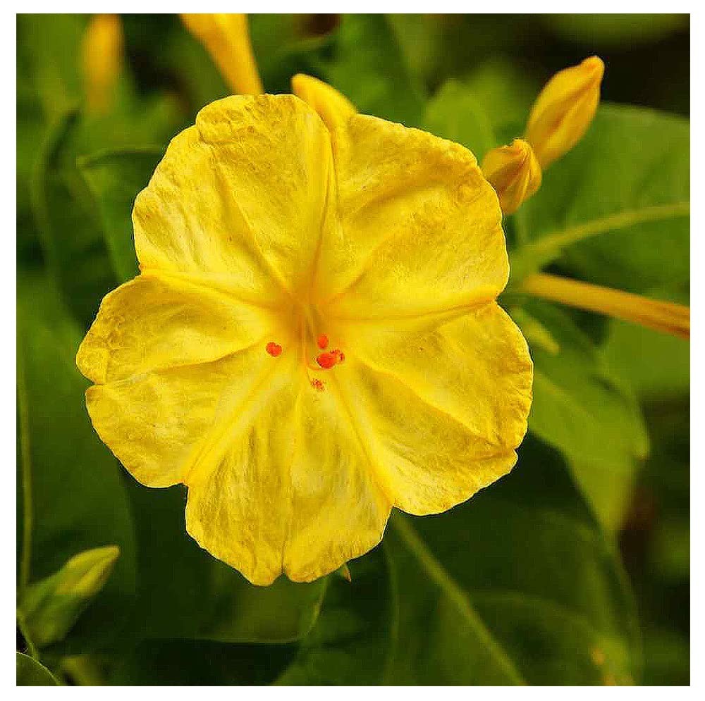 80 Yellow Four O’Clock Seeds – Tender Perennial That Reseeds Easily