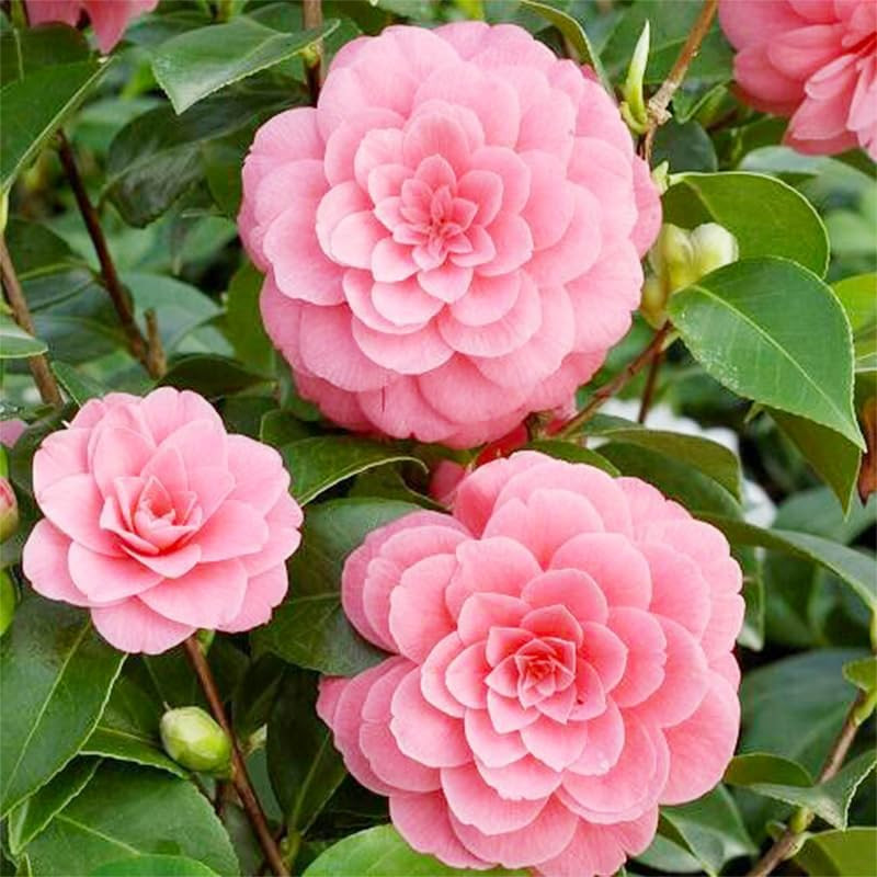 Mixed Camellia Seeds for Planting -20Pcs Non-Gmo Heirloom Camellia Seeds Rate La