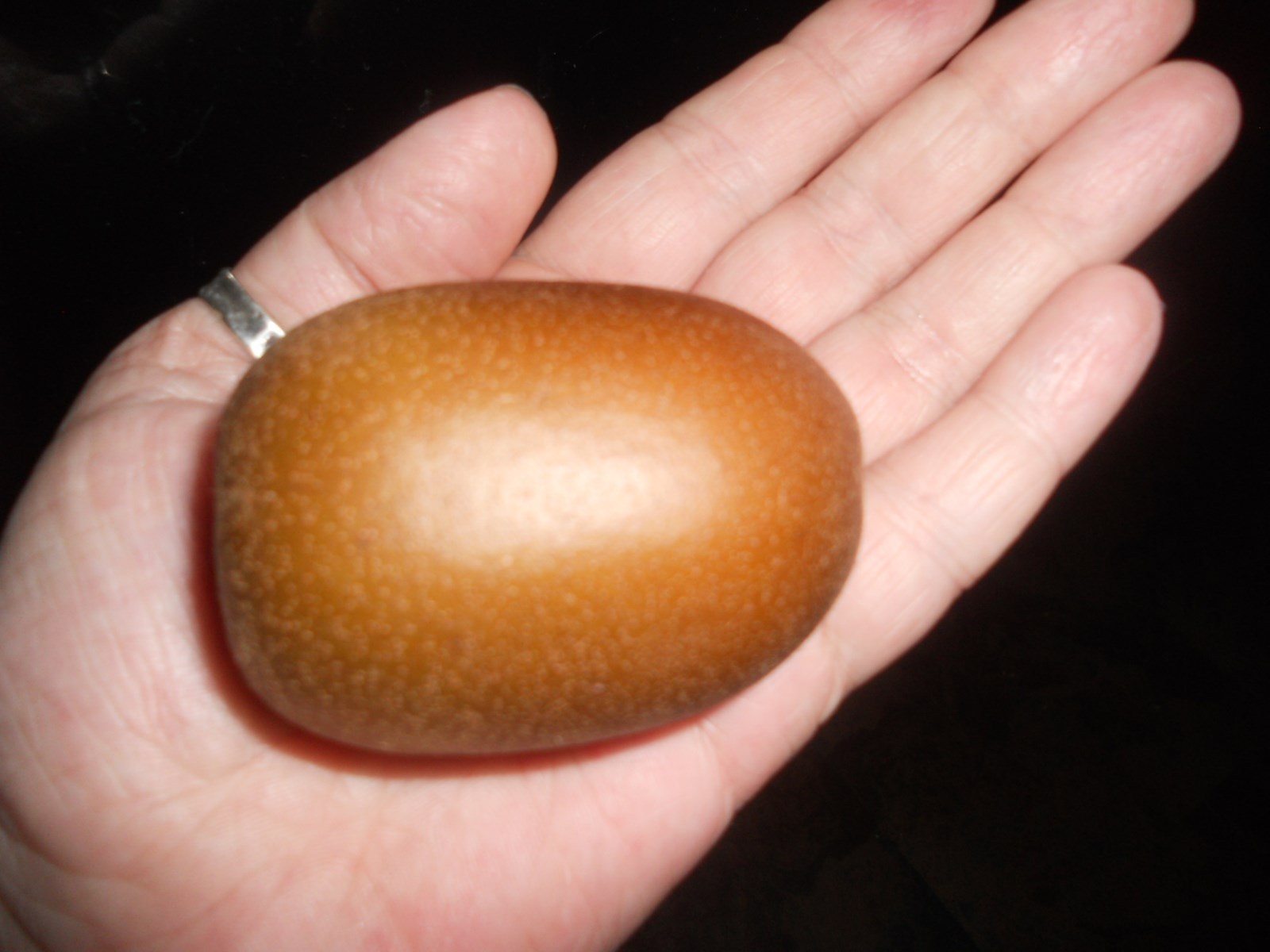 Golden Kiwi Fruit Seeds 10 Seeds Hardy Zone 7-11 SWEET TASTE! COMB. S/H