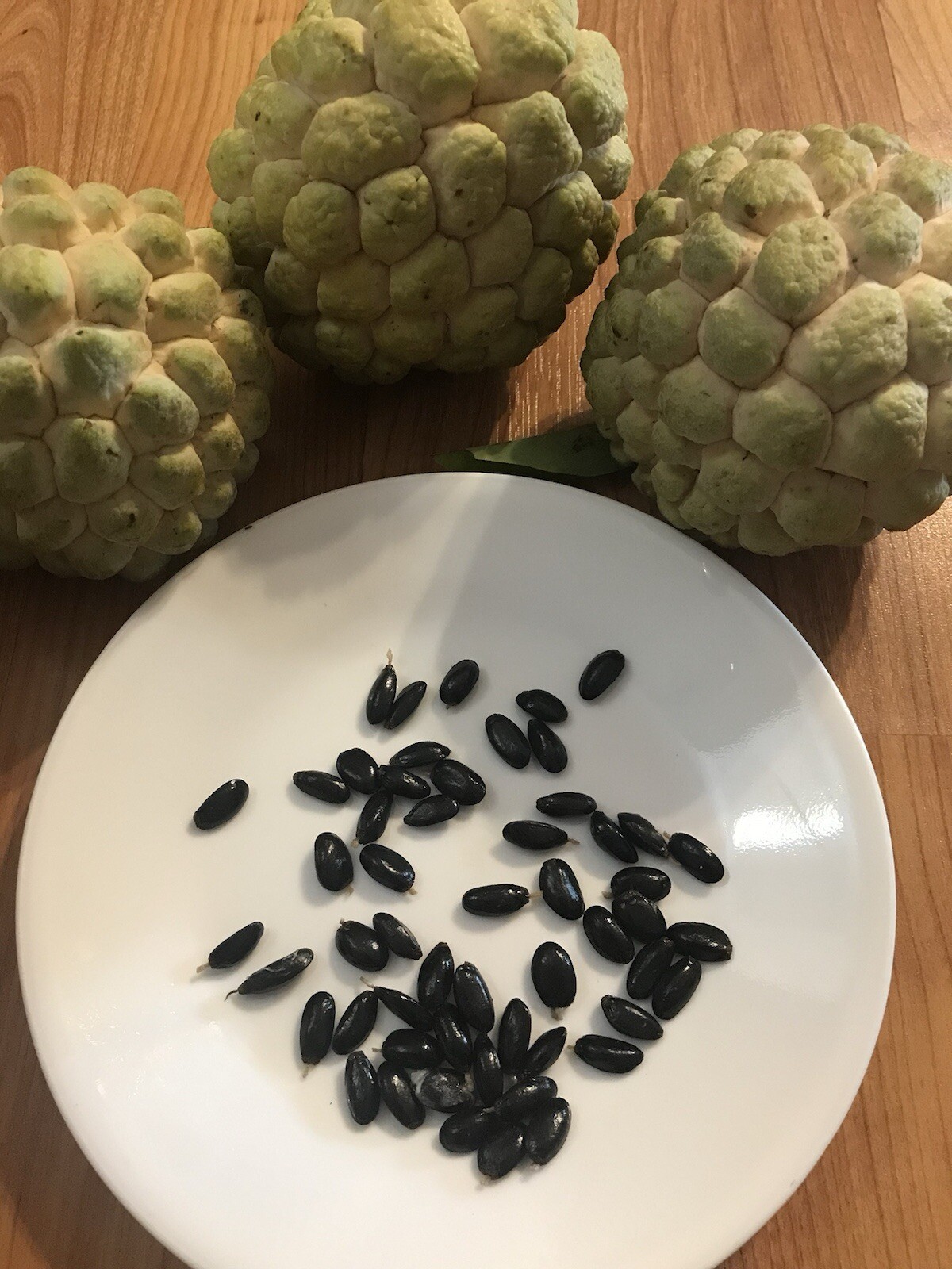 1 Sugar Apple Na Dai( Mãng Cầu Dai) 5” -9” Live Seed Tree-Asian Plant Collection