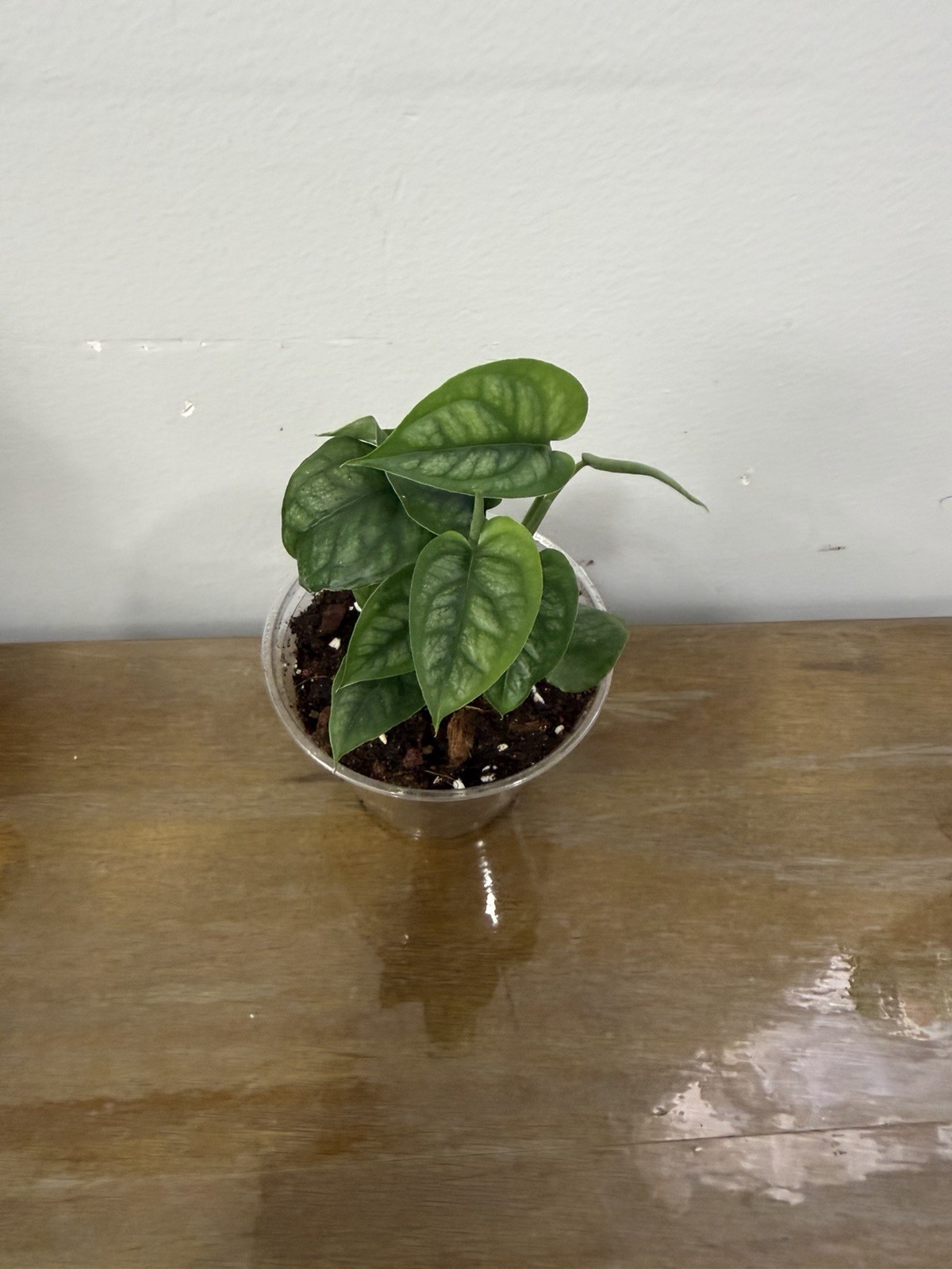 TROPICAL PLANTS / PHILODENDRON,SYNGONIUM / MONSTERA