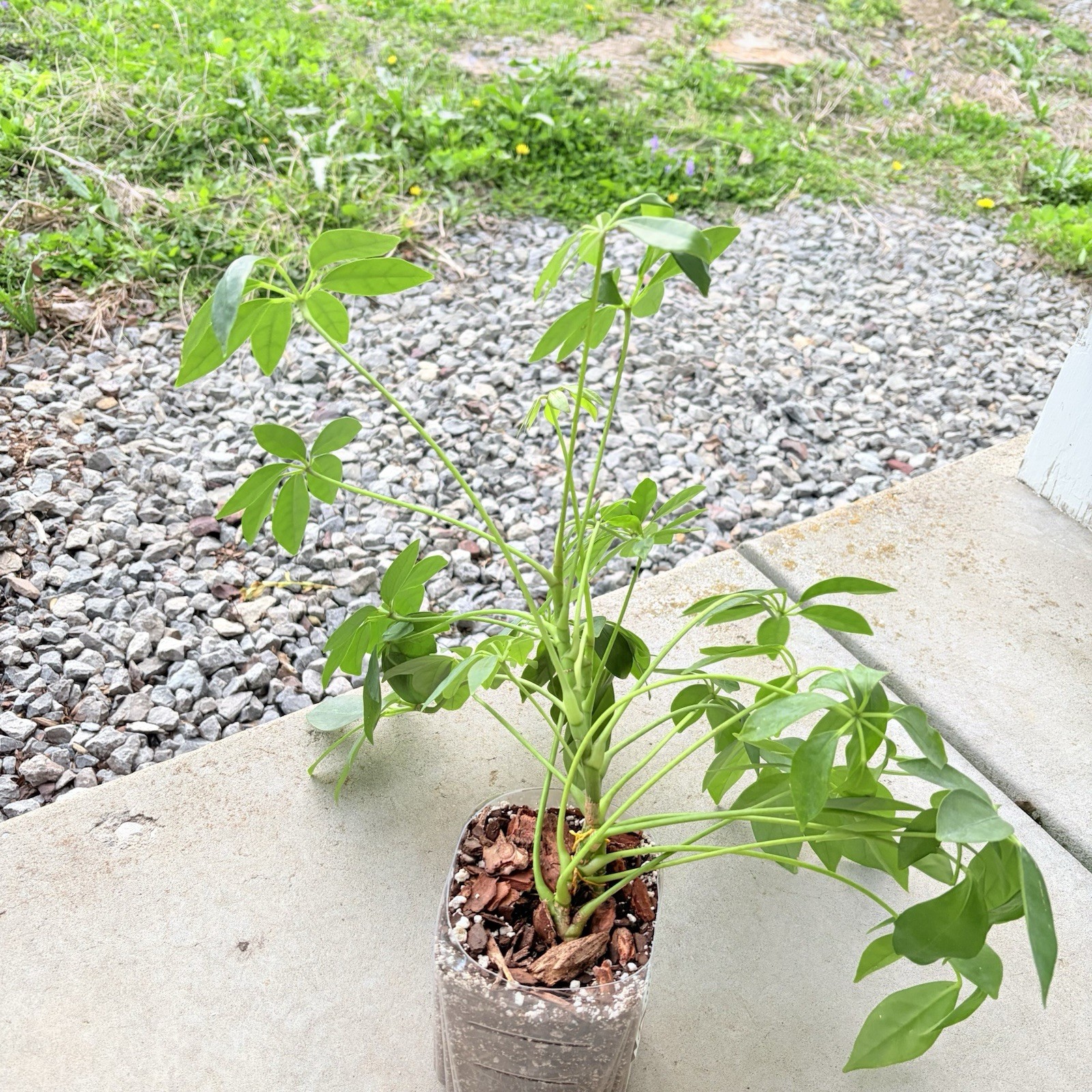 Umbrella Tree Plant Indoor House Plant Established Roots In Pot