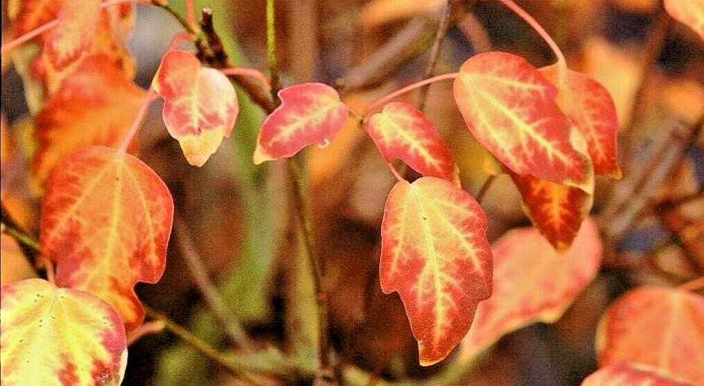 20 MIYADONO DWARF TRIDENT MAPLE SEEDS – (Acer buergerianum ‘Miyadono’)
