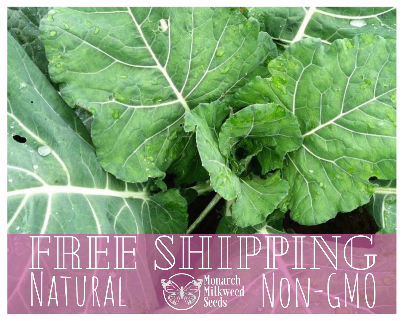 2700+ Collard Seeds ‘Morris Heading’ | Heirloom, Non-GMO, Vegetable Garden Seeds