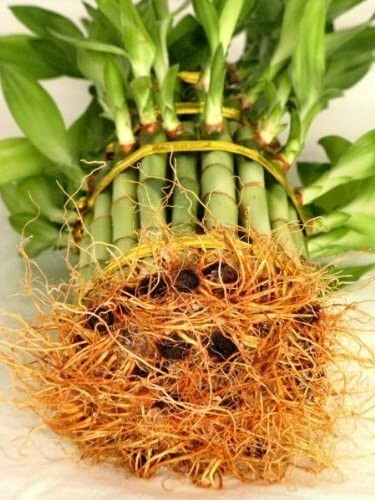 3 Tier 4″ 6″ 8″ Lucky Bamboo for Feng Shui ( About 38 Stalks) Home Growth U S A