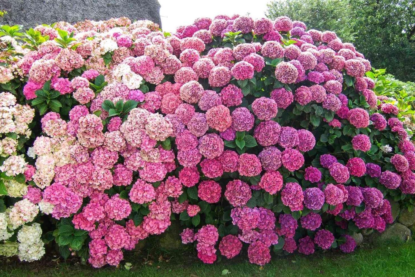 Pink Hydrangea Live Plant – 6-12″ Tall – 1 Quart Pot – Dwarf – Zones 5-9