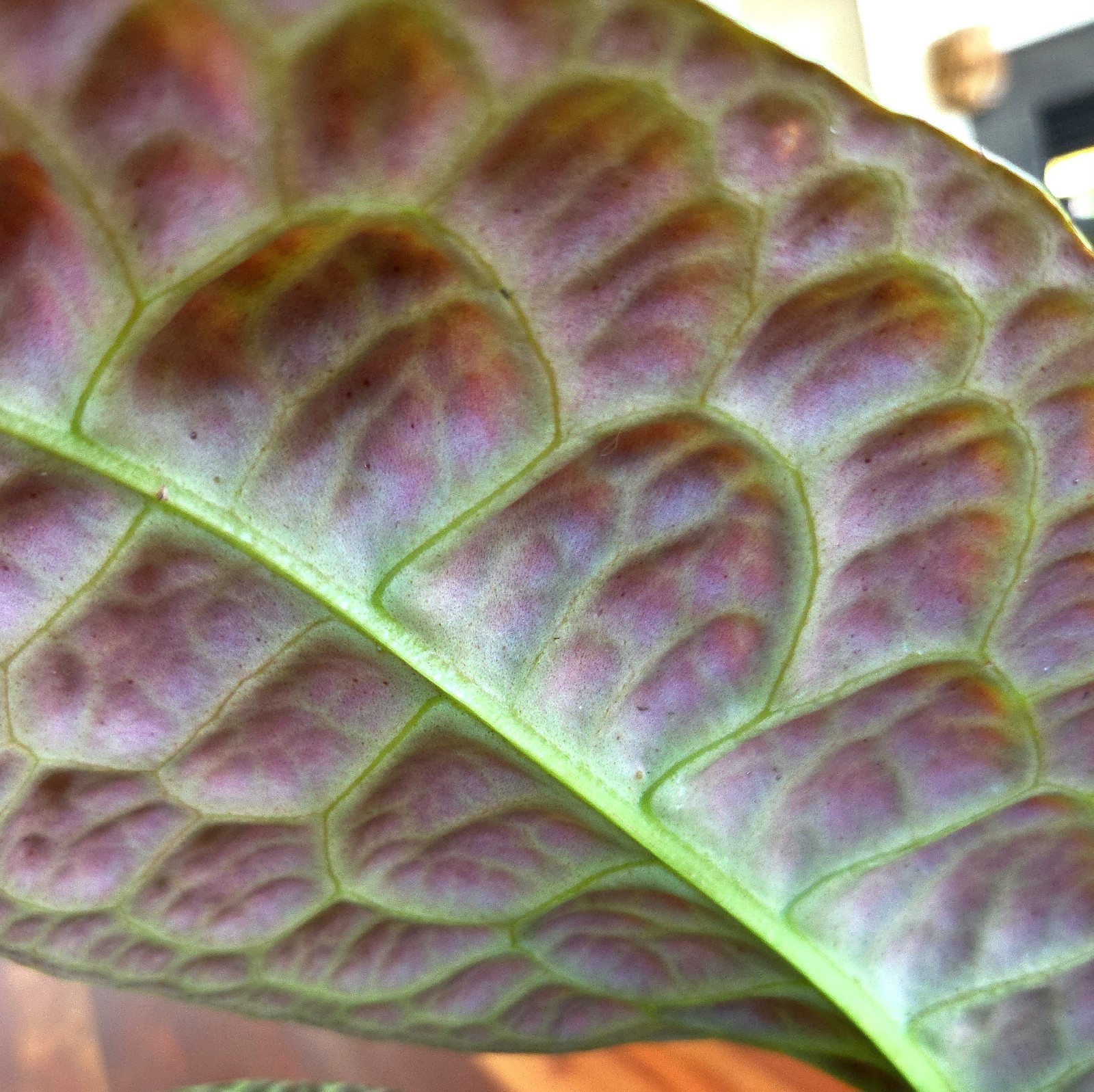 Rare Labisia Kura Kura 14″ Tall 2 Plants Aroid Not Philodendron Monstera