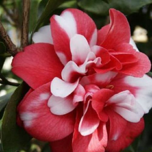 *GOVERNOR MOUTON*Bicolor Bloom**Camellia Japonica-Live Starter Plant -USA SELLER