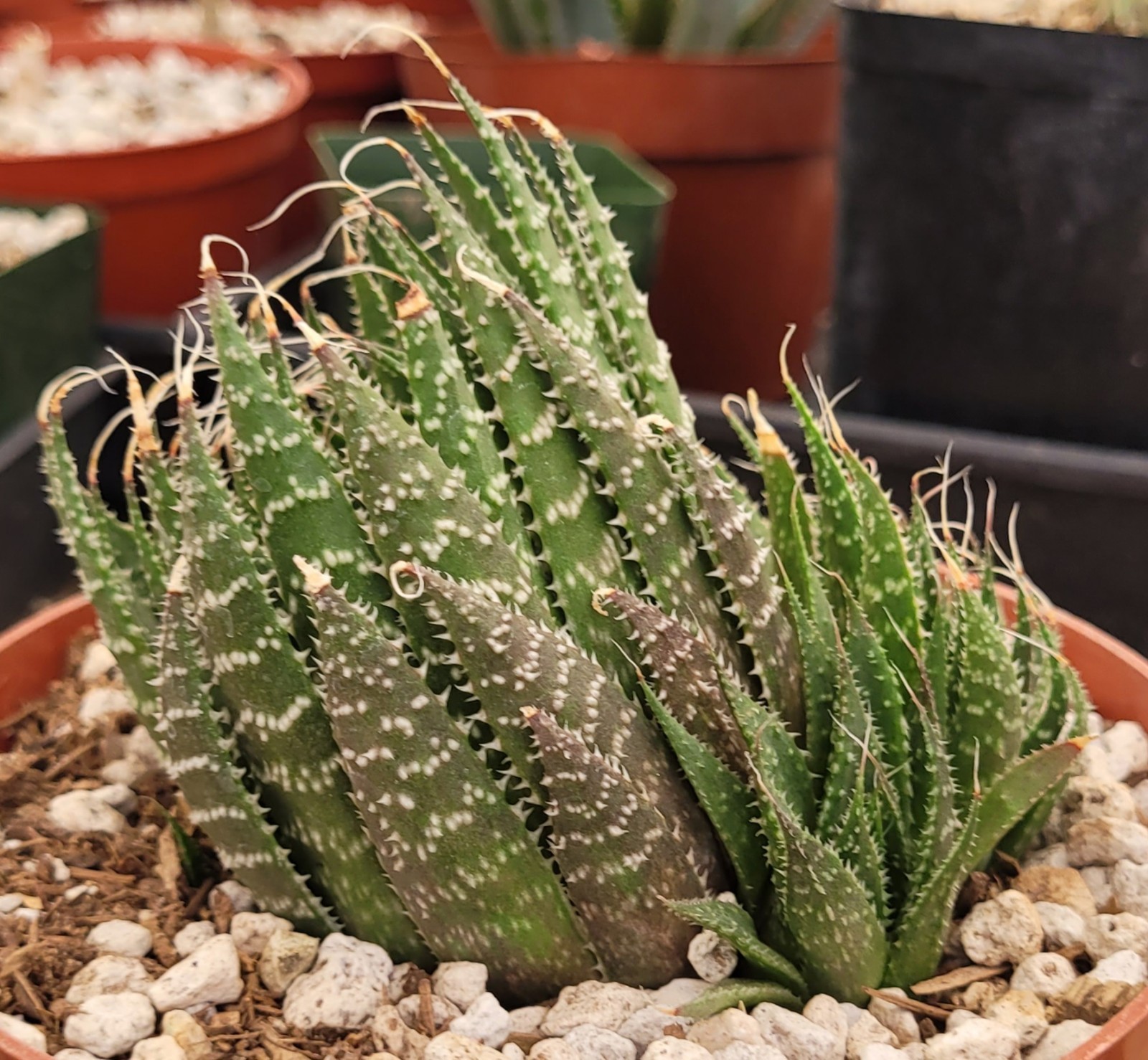 Aloe Aristata ‘Lace Aloe’ 2.5″ Tall 2 Offsets – Bare Root