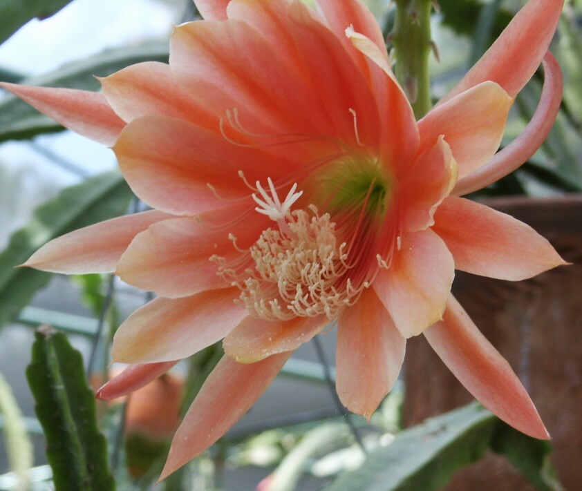 Epiphyllum, Orchid Cactus, ” MORMOR “, Don’s Quart pots JULY/1