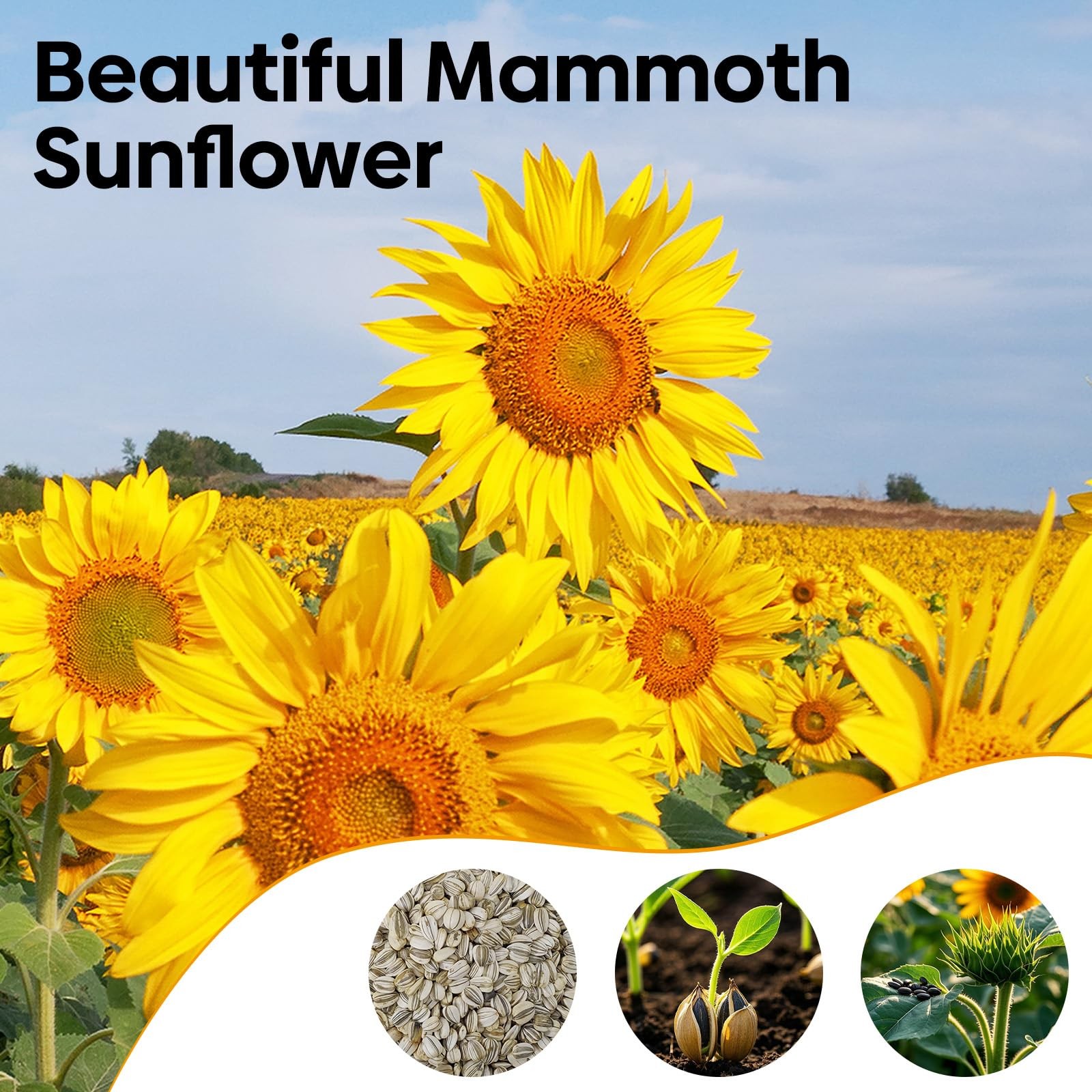 Groundio Mammoth Sunflower Seeds to Plant, 1 300+ Seeds, Orange