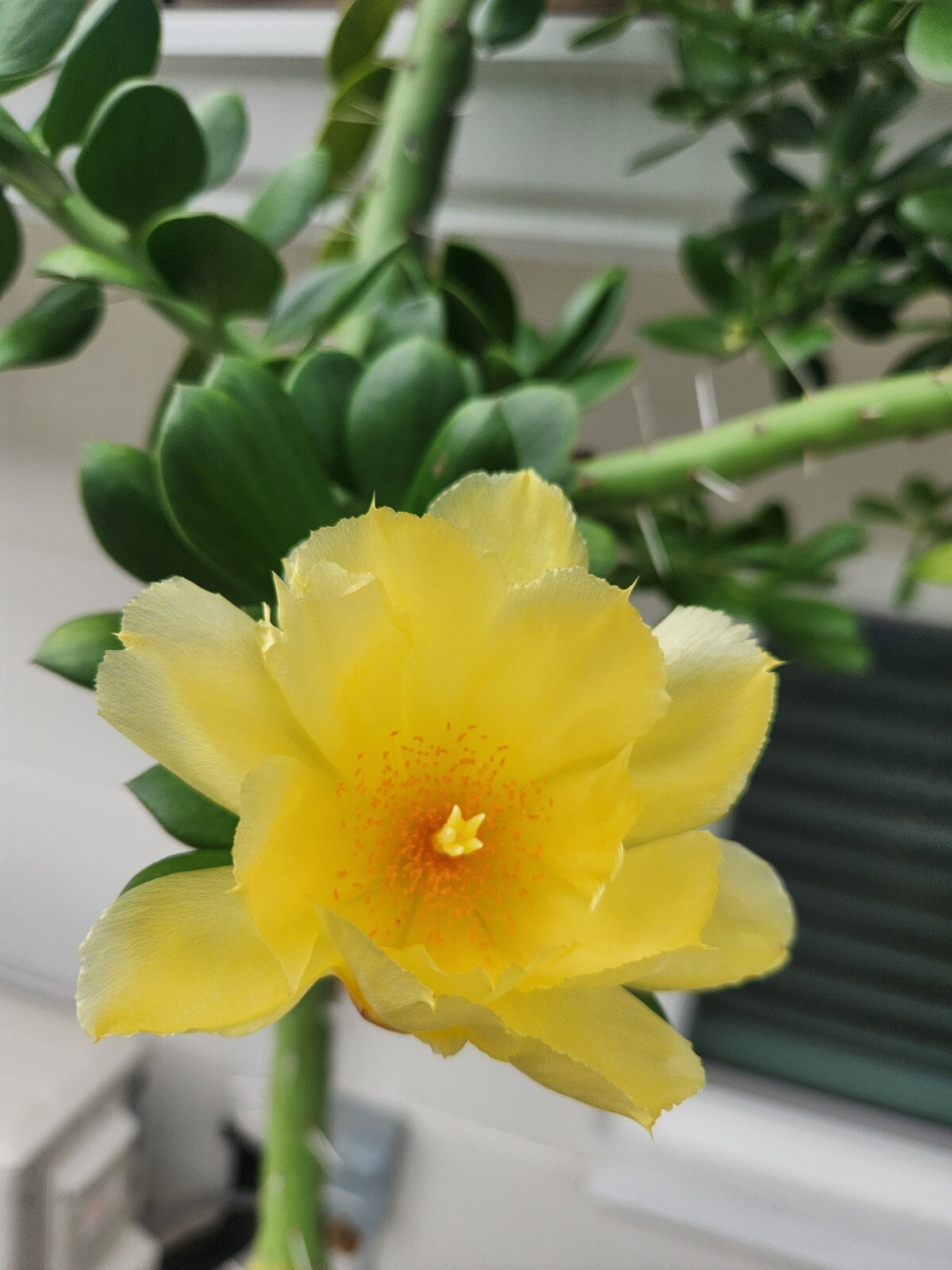 5x GIANT Pereskiopsis. 5″ Cuttings. Grows 15 ‘+ And Thicker than Soda Can. HUGE