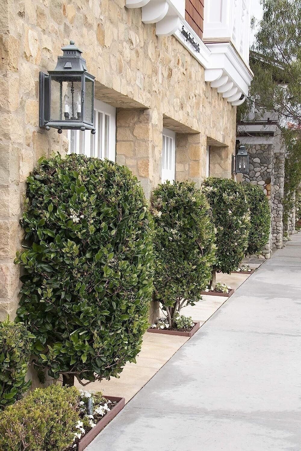 Ligustrum Waxleaf Privet | Quart | Ligustrum japonicum | Low Maintenance | Hardy