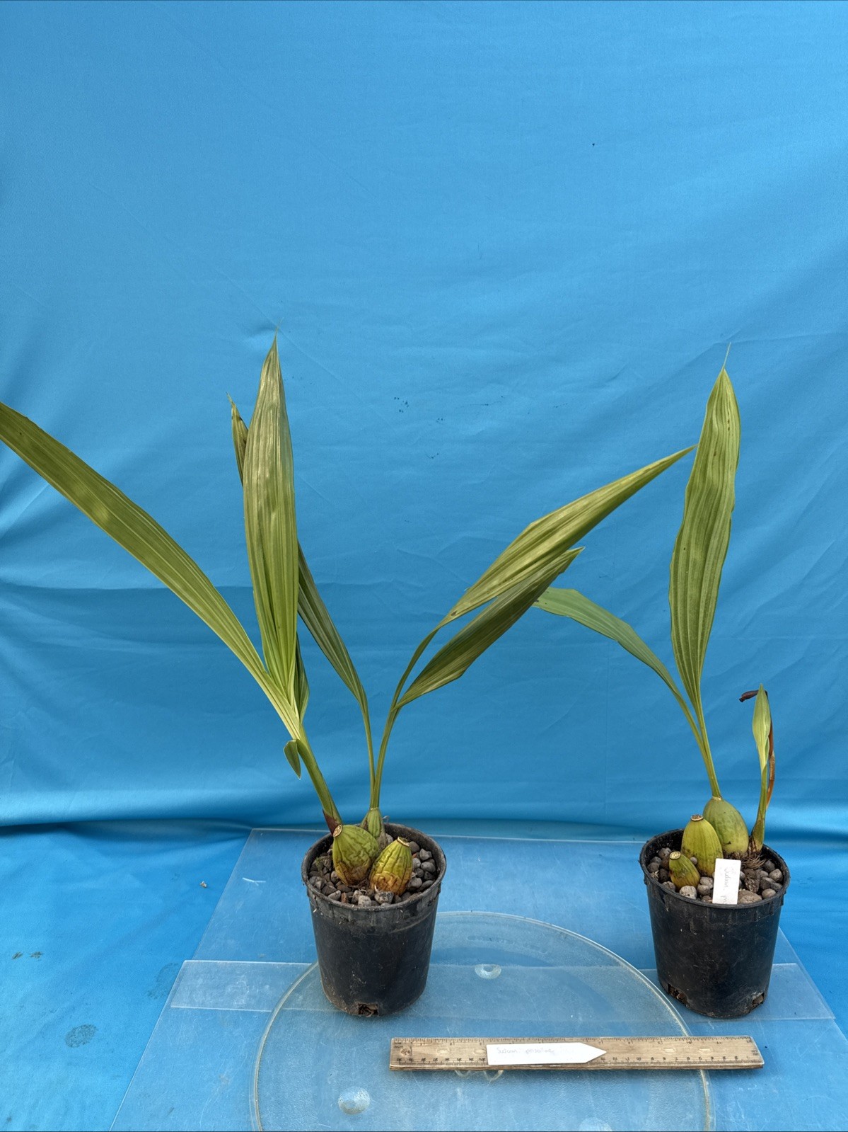 Sudamerlycaste priscilae BS Green Orange Orchid Species Tall Flowers 5.5” Pot