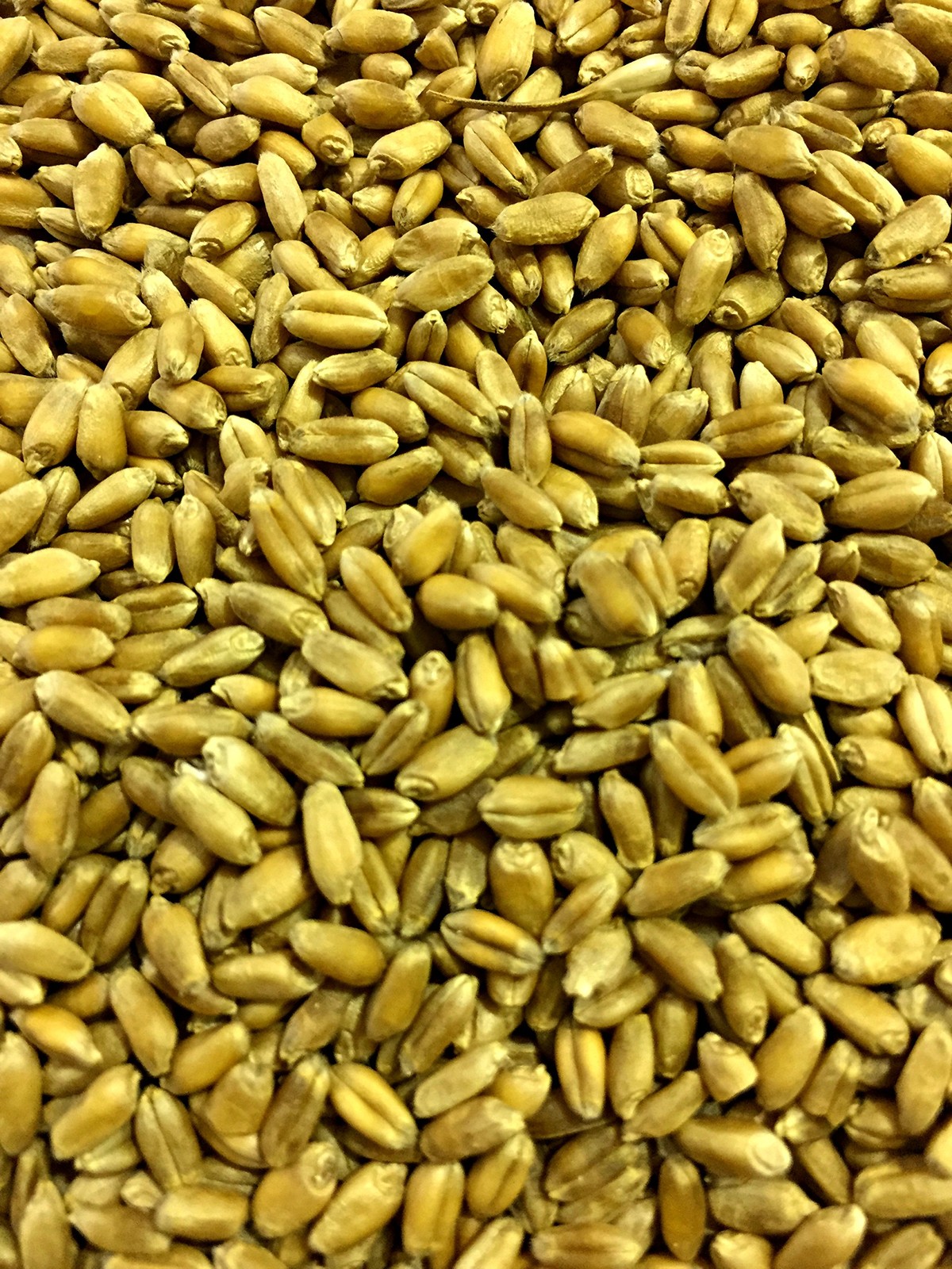 Wheat Seed GlyphosateFree NonGMO Hard Red Winter Wheat Berries 5lbs