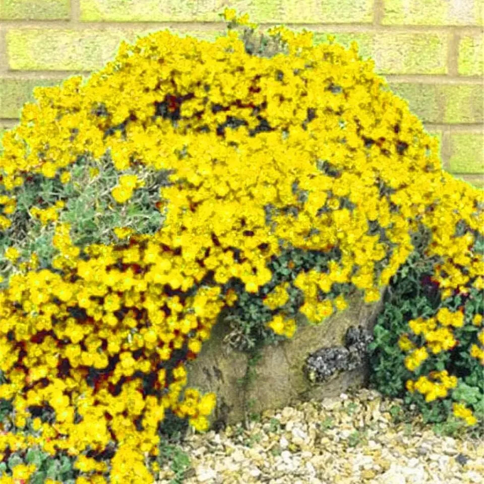 2000+ Yellow Creeping Thyme Seeds For Planting Thymus Serpyllum – Heirloom Cover