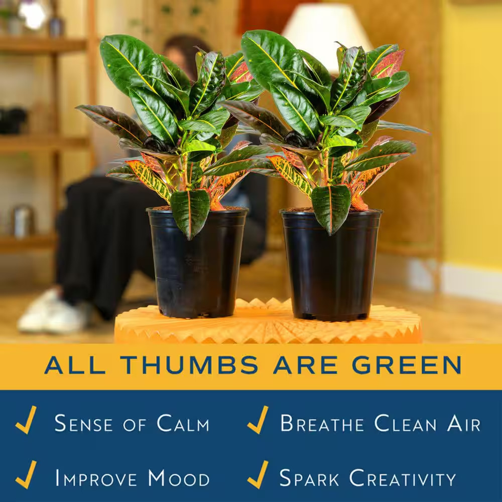 Croton Petra Indoor Plant in Grower’S Pot, Average Shipping Height 1-2 Ft. Tall