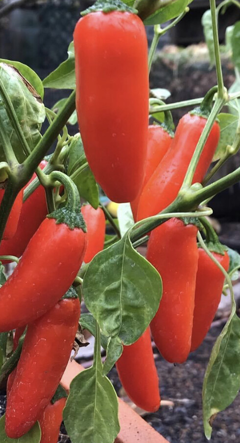 Orange Spice Jalapeno Pepper Seeds | Organic | Rare | Numex | Early Maturing