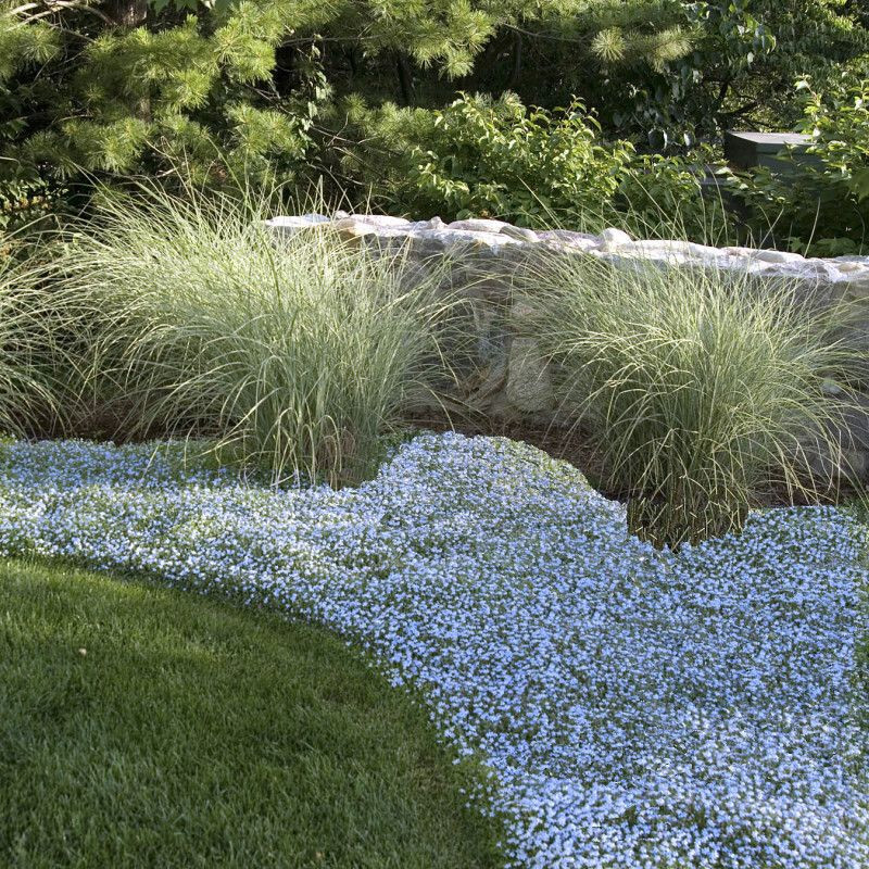 Laurentia Blue Star Creeper 15 Plants in 3-1/2 inch Pots
