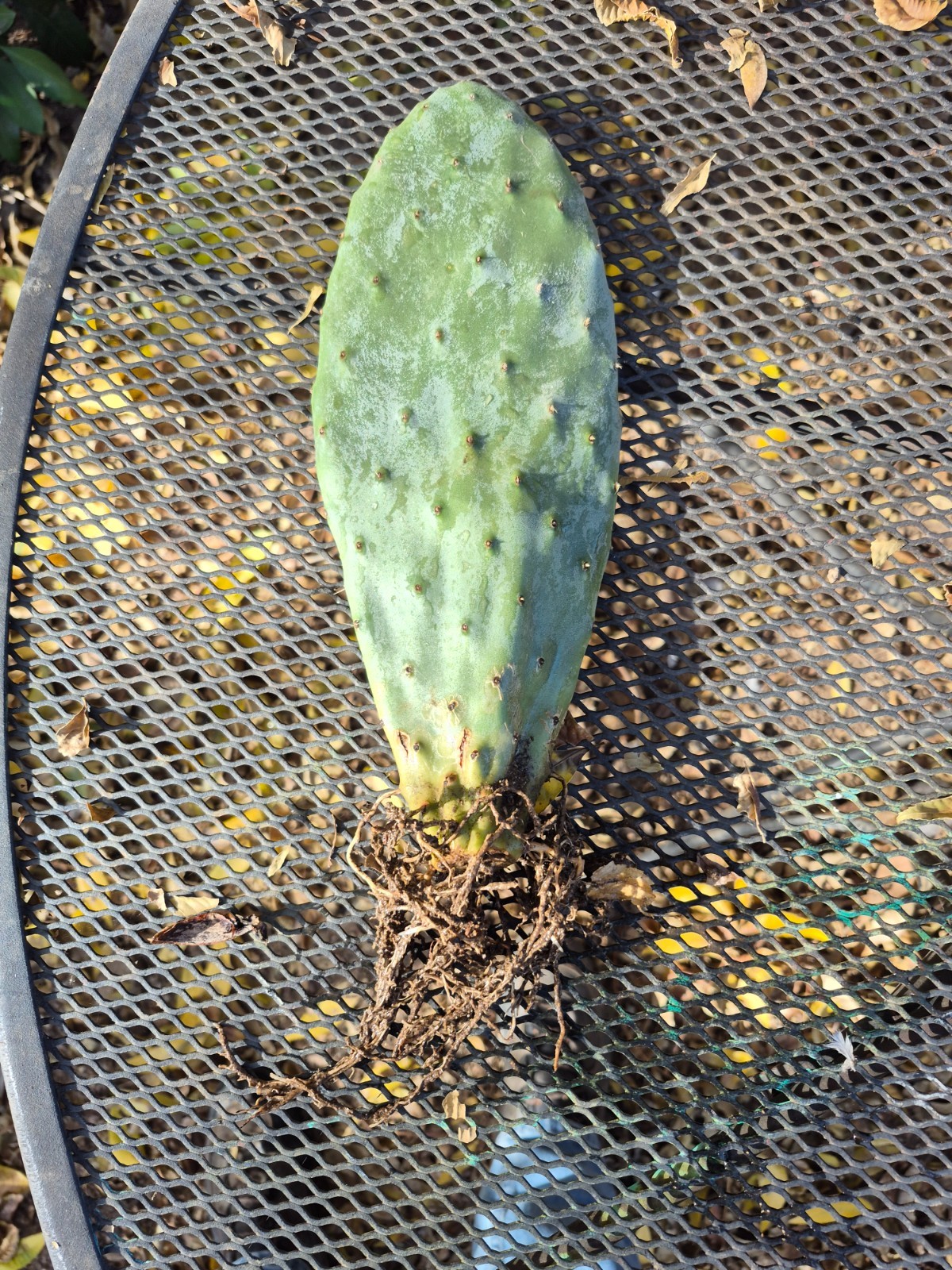 Rooted Prickly Pear Cactus Pad (8–12″) – Live Opuntia Plant