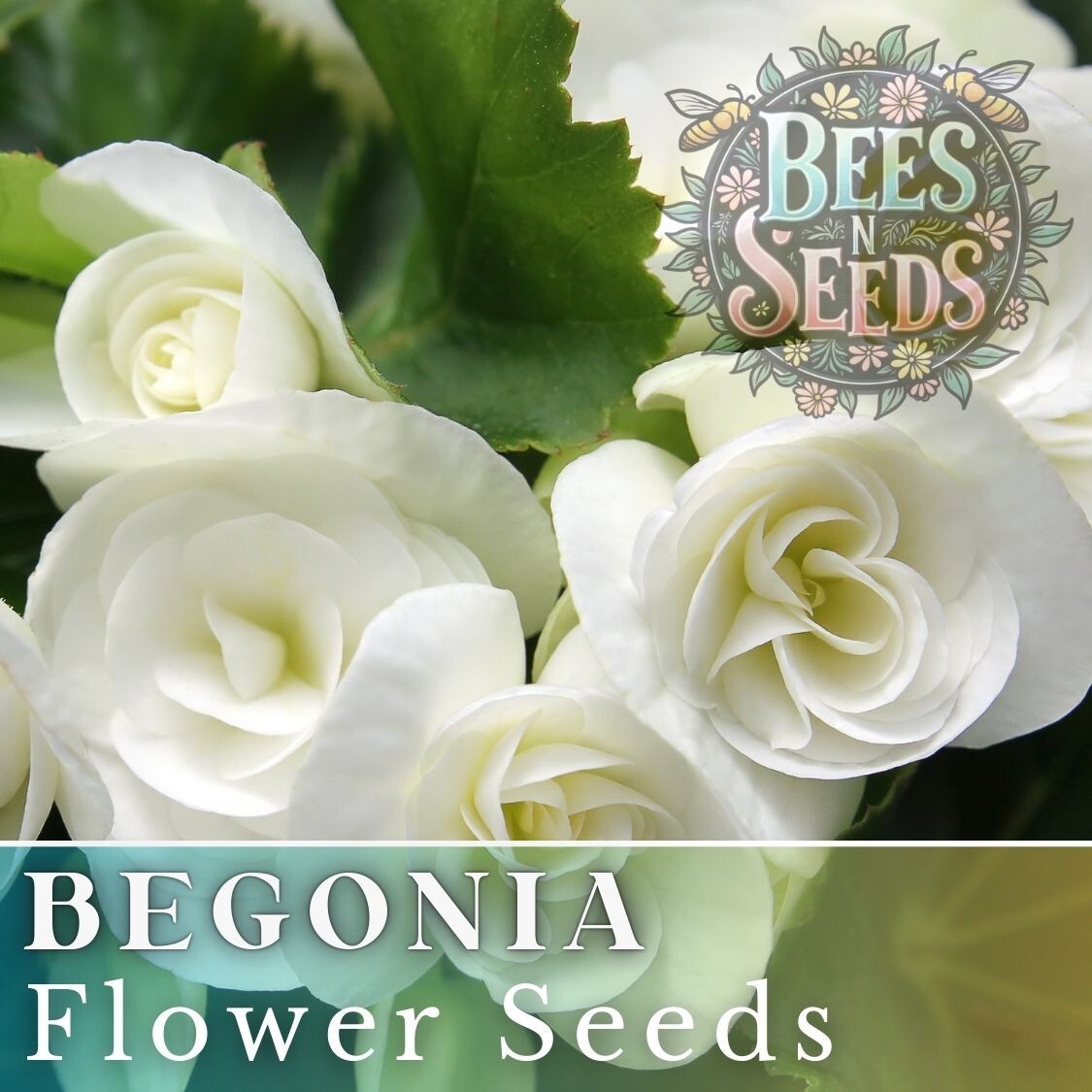 Ivory Haven Begonia Seeds 45 or 125 Seeds Flower, Flower Seeds, Non GMO