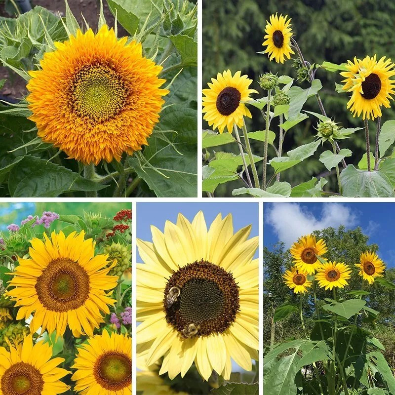 50+ Sunflower Seed Mix — Beautiful Collection — Sturdy Stems – Long Blooming