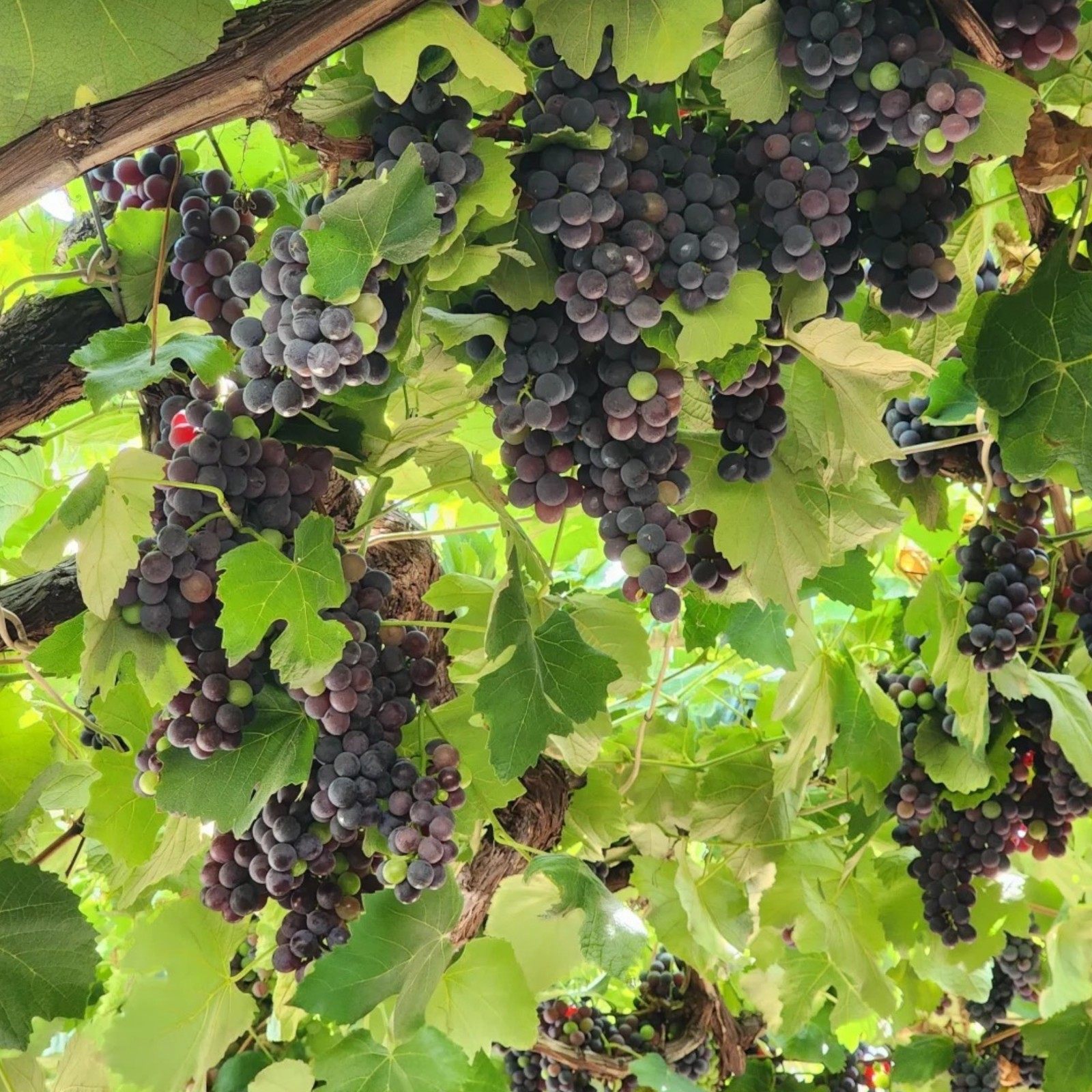 30 Purple Grape Seeds – Sweet Juicy Table Grapes for Home Vineyard & Garden