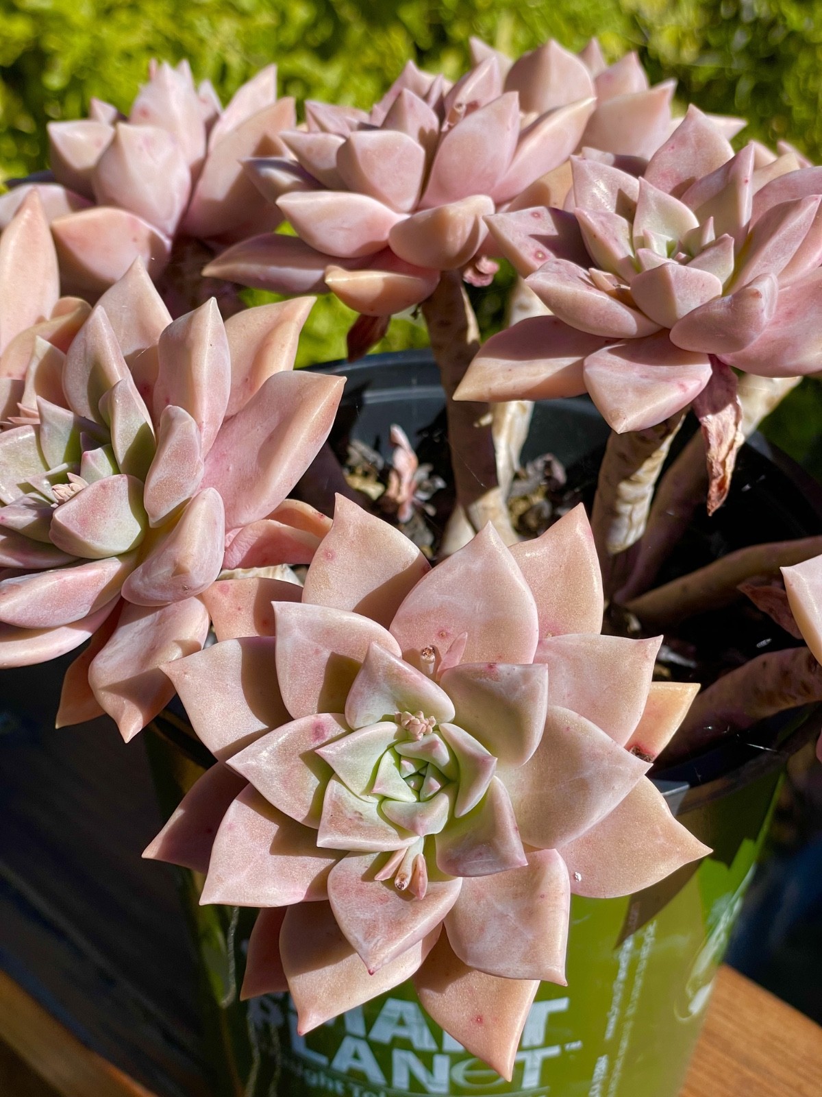 Graptopetalum Pink Live Plant Rare Succulent 1-Head 2-Inch Cutting