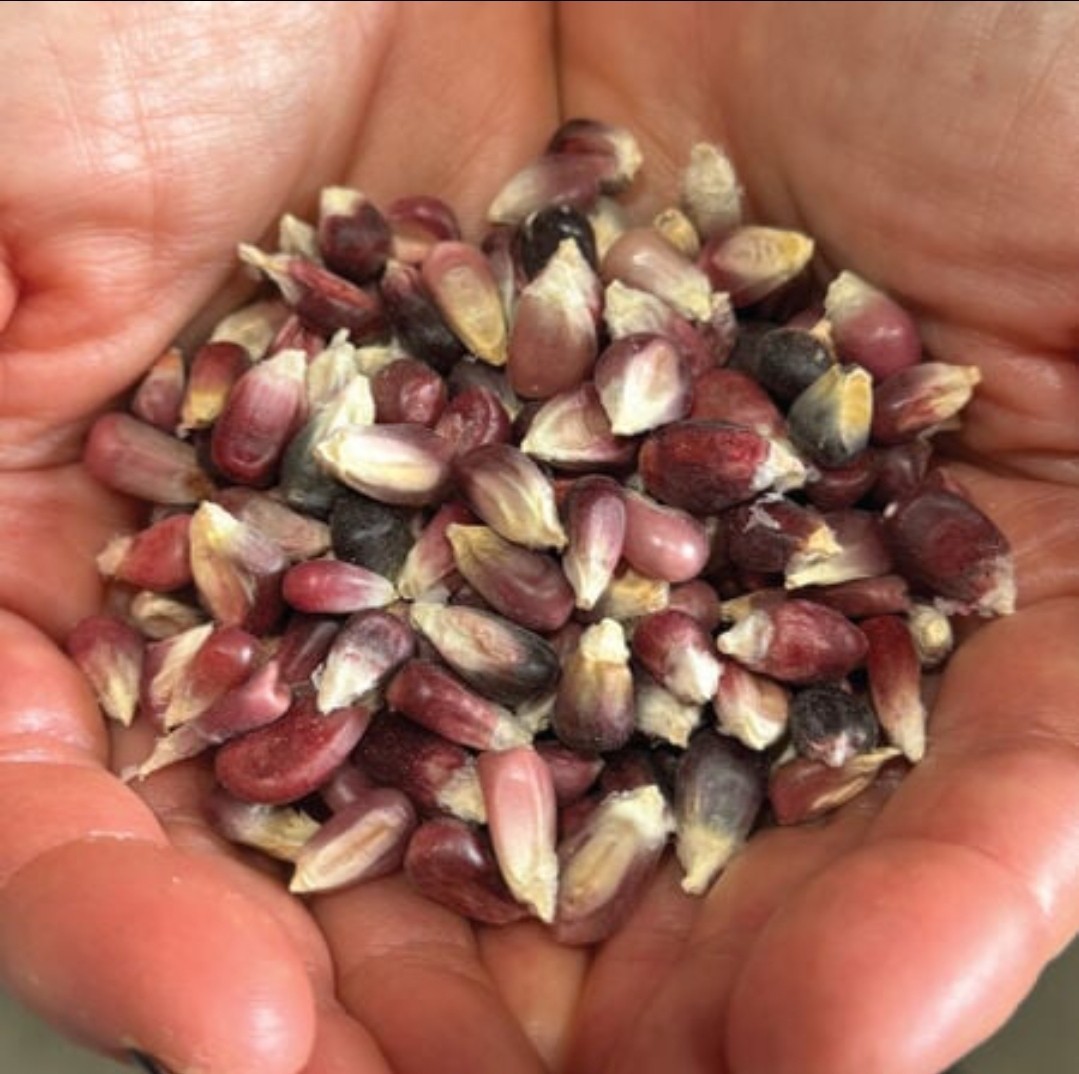 Altacomulco Conico Rojo Corn Seeds (1 lb) / MEXICAN HEIRLOOM / TORTILLAS / RARE