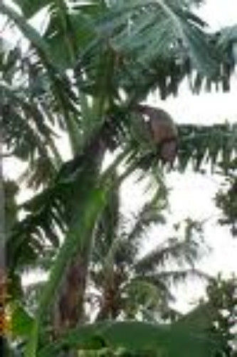 6 Shade Quick Plantation Plantain Banana Fruit Tree like Saba get 20 ft tall