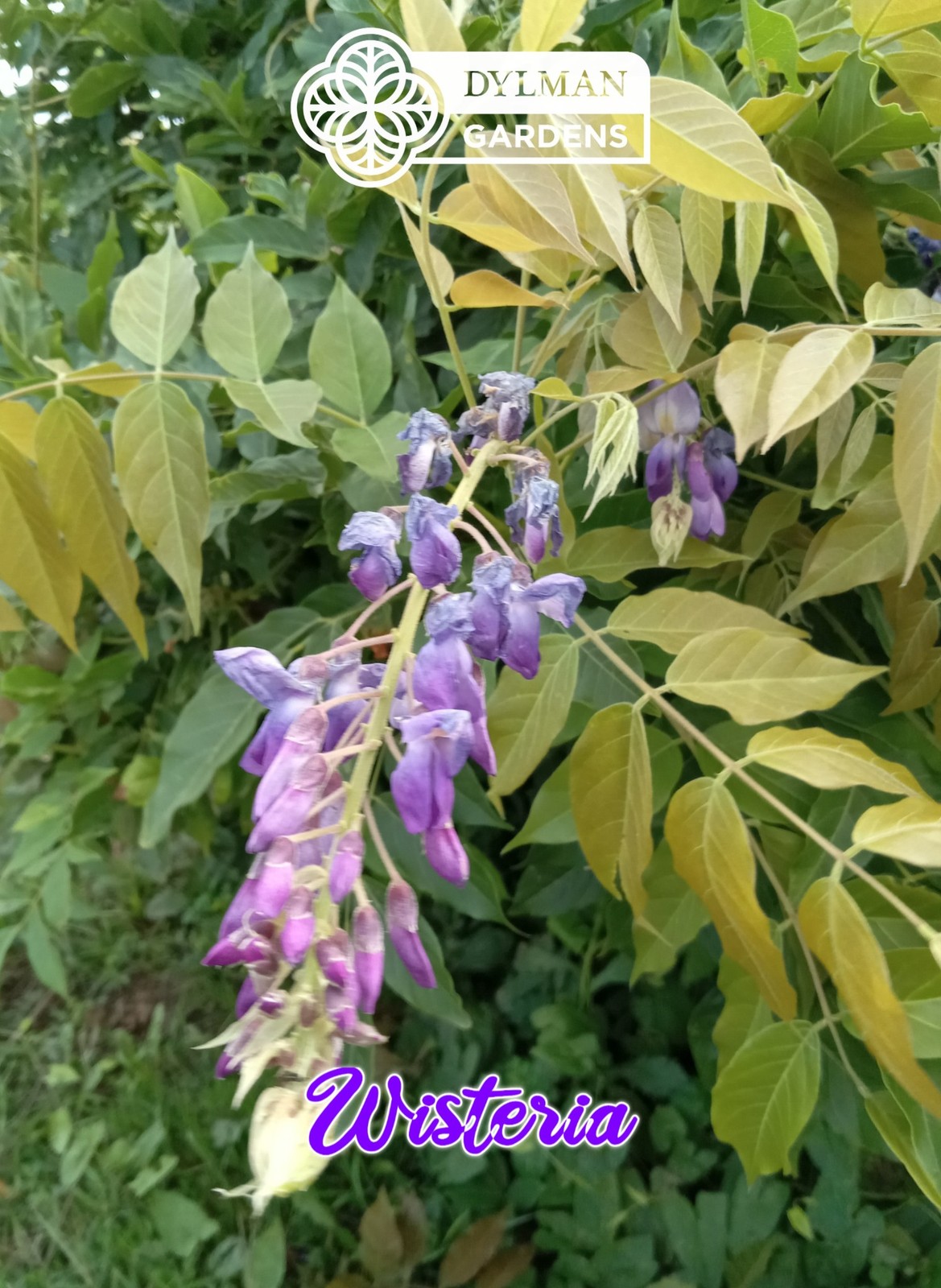 Japanese Wisteria (Wisteria floribunda) Flowering Vine – Bonsai – Multiple Sizes