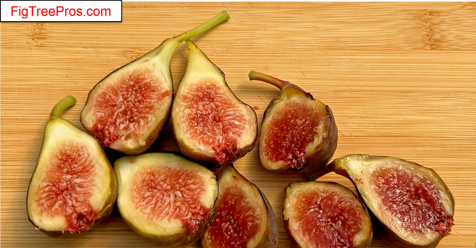 Italian 258 Fig Tree (Ficus Caric): 1 Healthy Cultivar 9″to 12″ H. & 5″-7″ W.