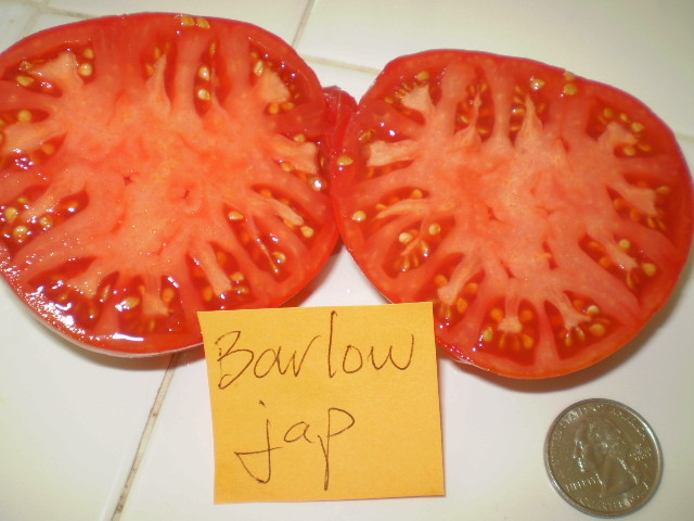 Barlow Jap tomato seeds non-gmo heirloom open pollinated SUPER DELICIOUS 25