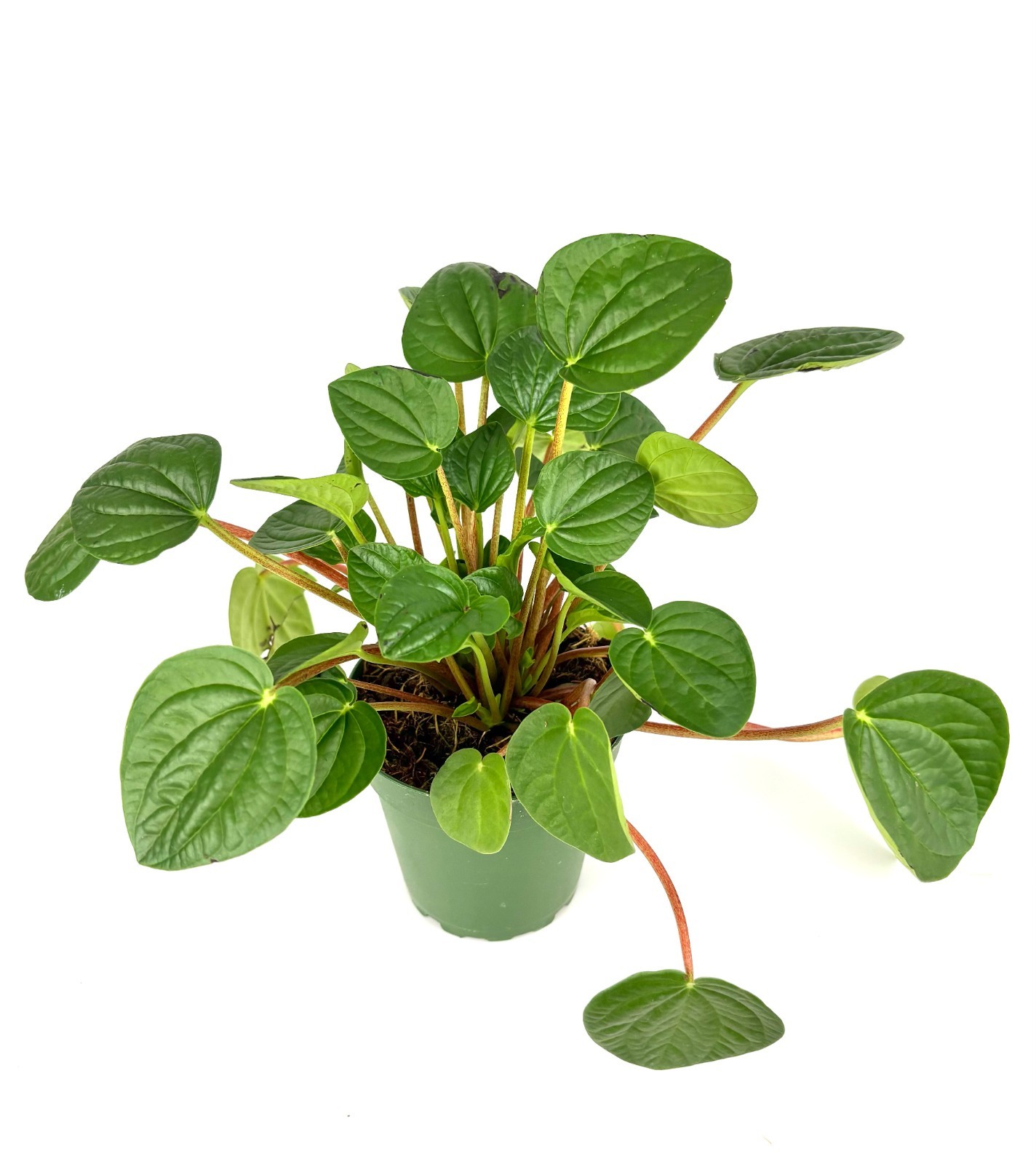 Peperomia Rana Verde Live Potted Houseplant
