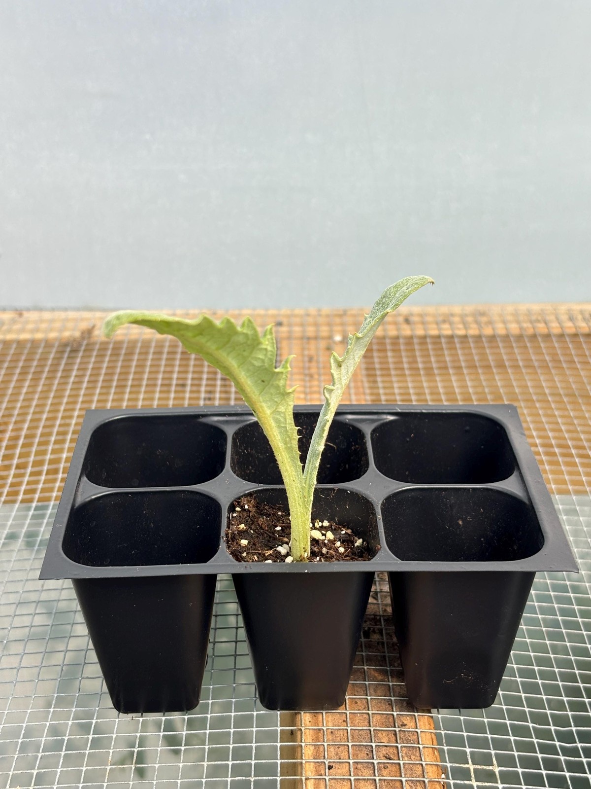 Artichoke Live Plant – Seedlings/Plugs and Plants – 3″- 12″ tall