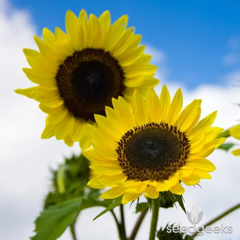 Helianthus Annuus American Wild Child Multi-Branch 4-6 inch SunFlowers~20 Seeds