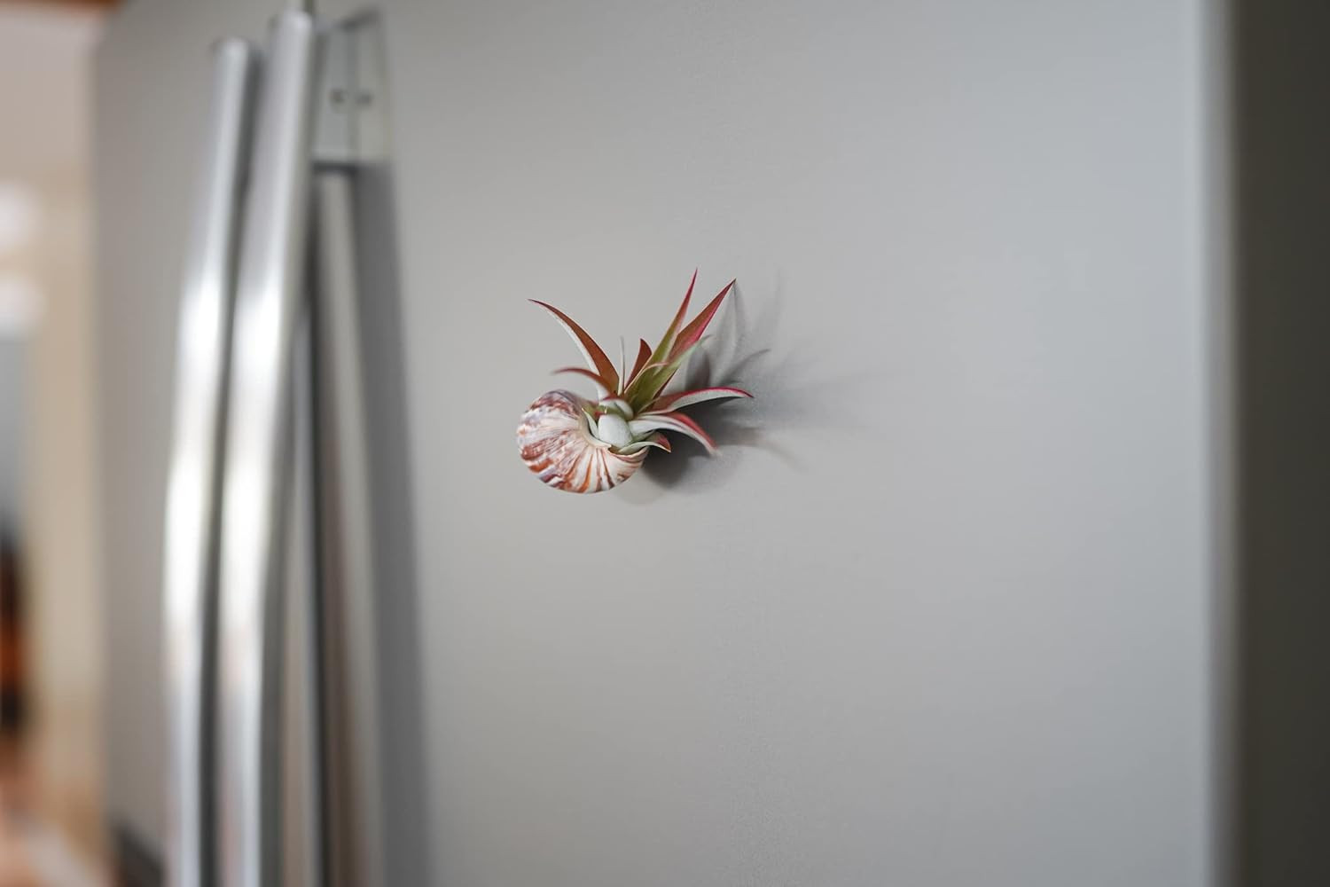 12 Pack Air Plants Red Abdita Tillandsia – Medium Air Plants Live Variety Pack –